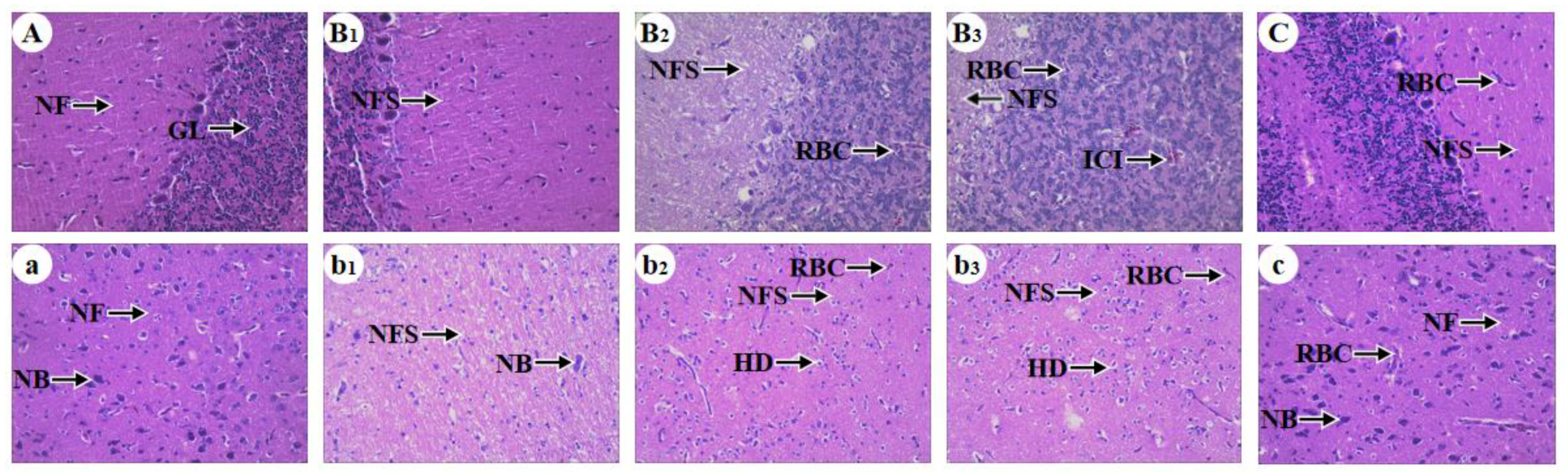 Antioxidants 13 00370 g001