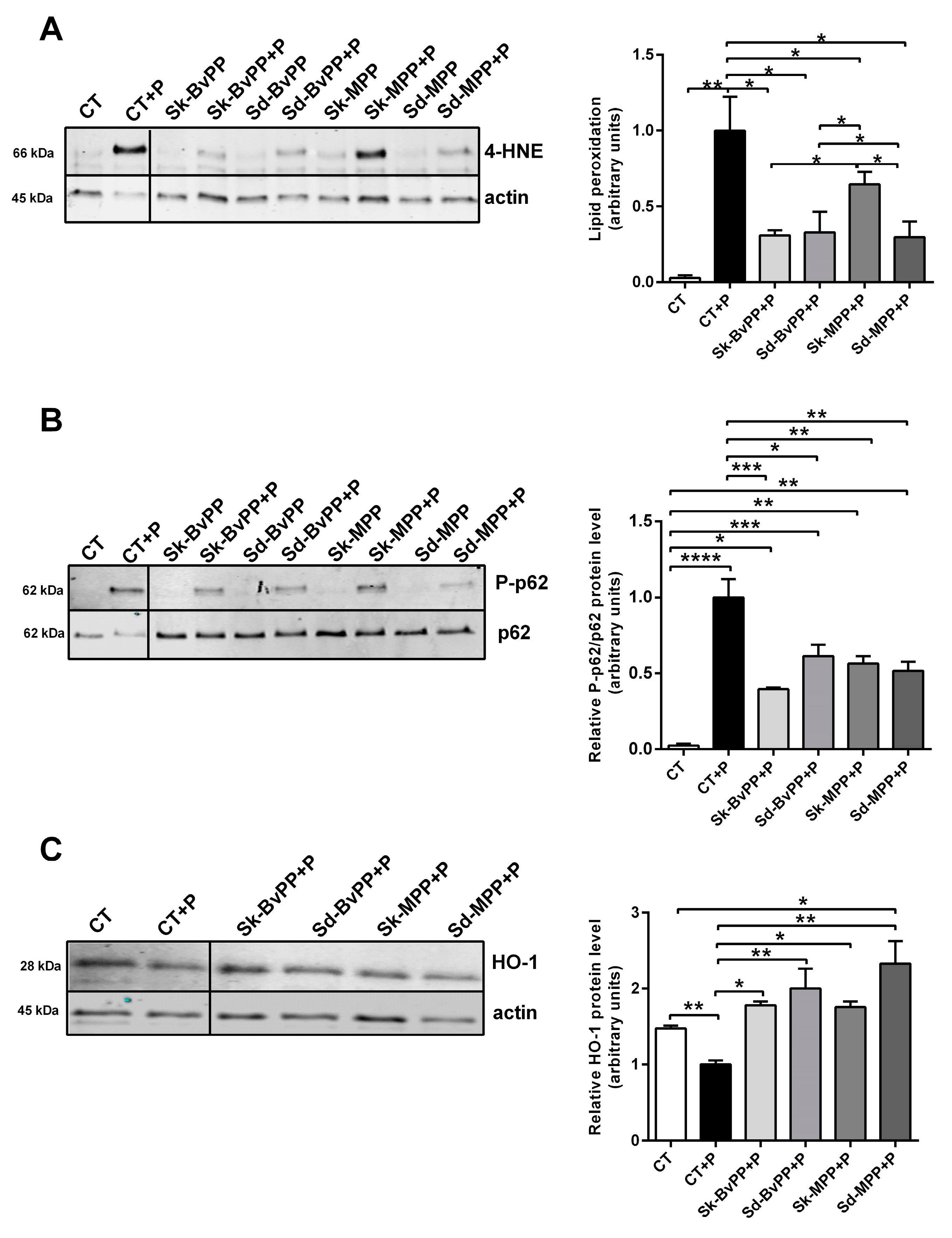 Antioxidants 13 00373 g003