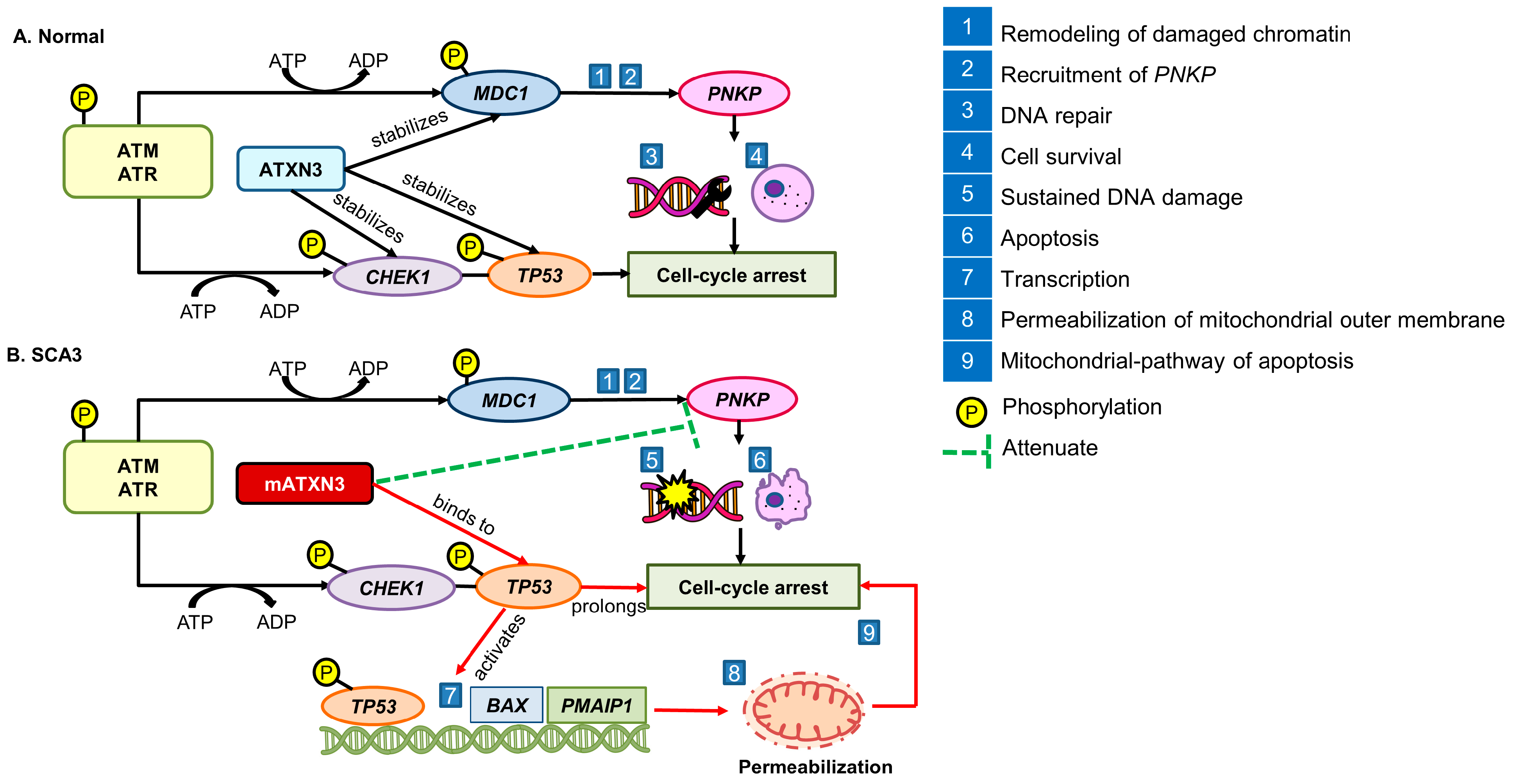 Antioxidants 13 00375 g003