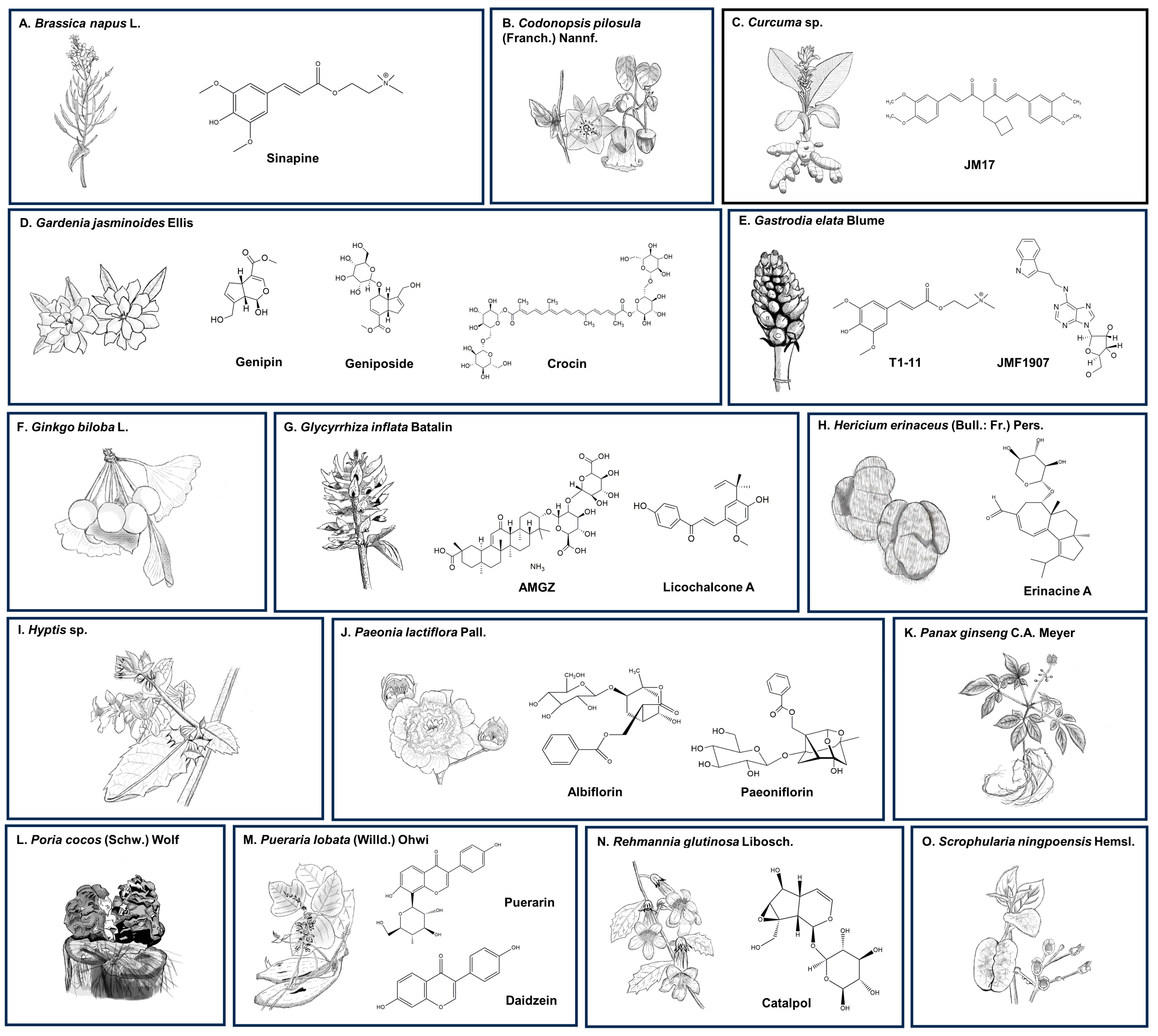 Antioxidants 13 00375 g005