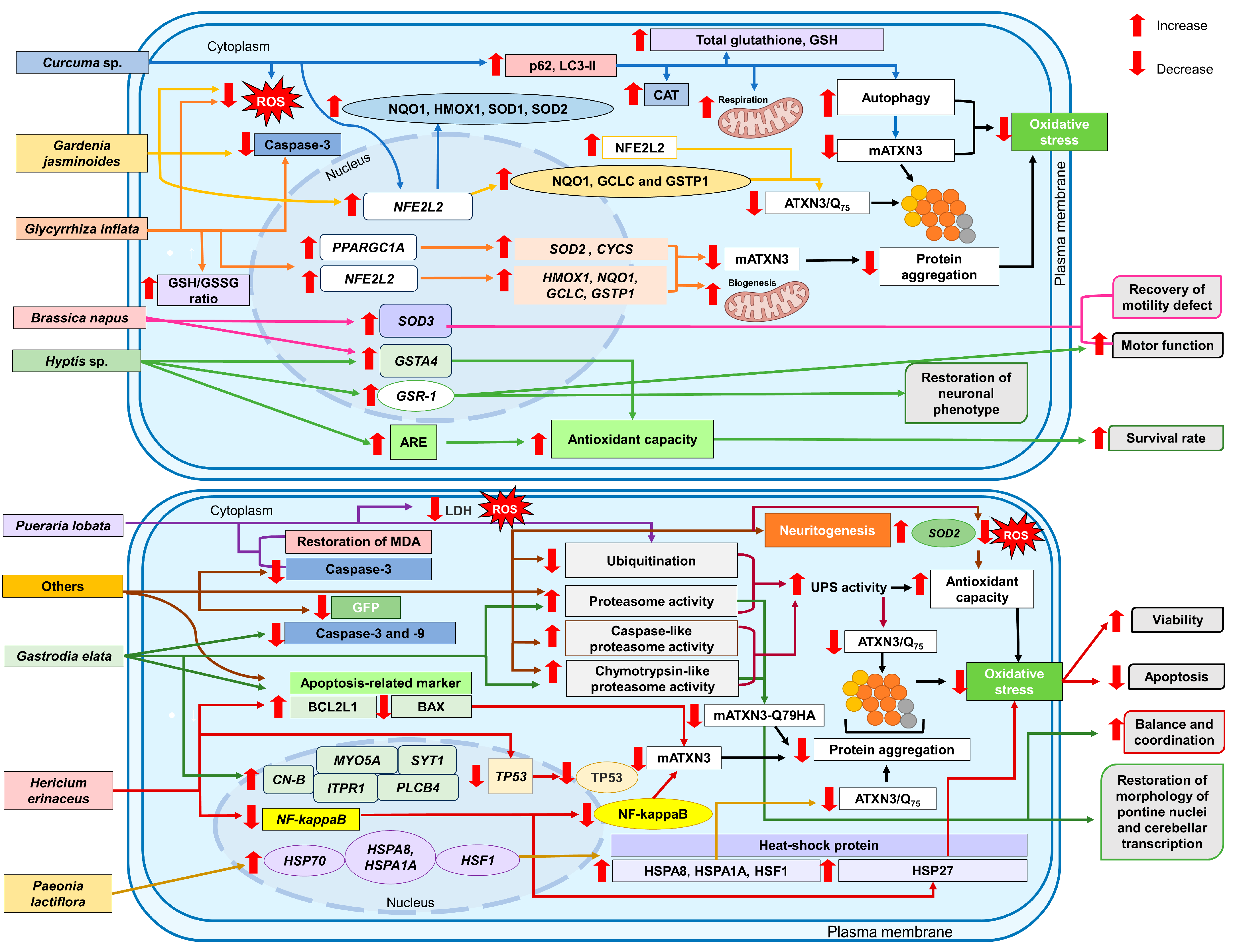 Antioxidants 13 00375 g006