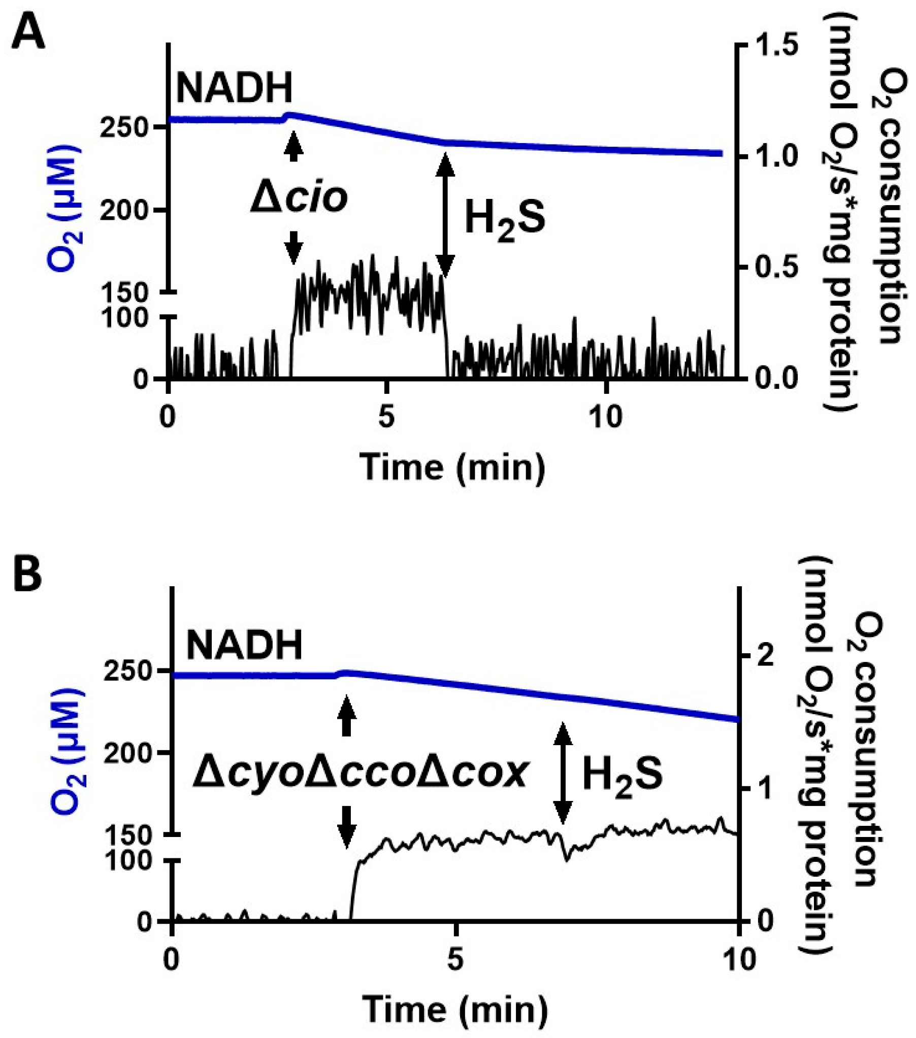 Antioxidants 13 00383 g002