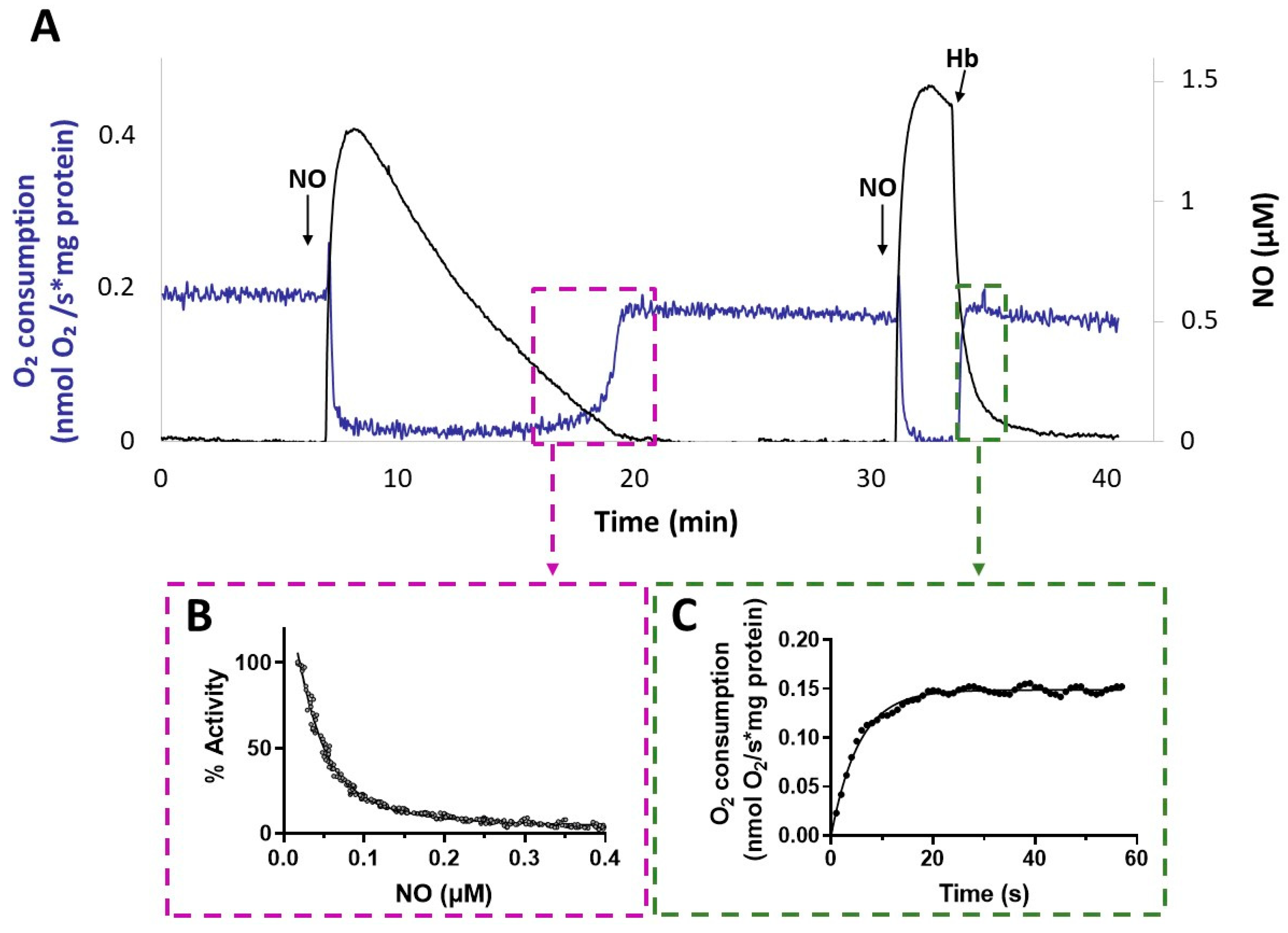 Antioxidants 13 00383 g007
