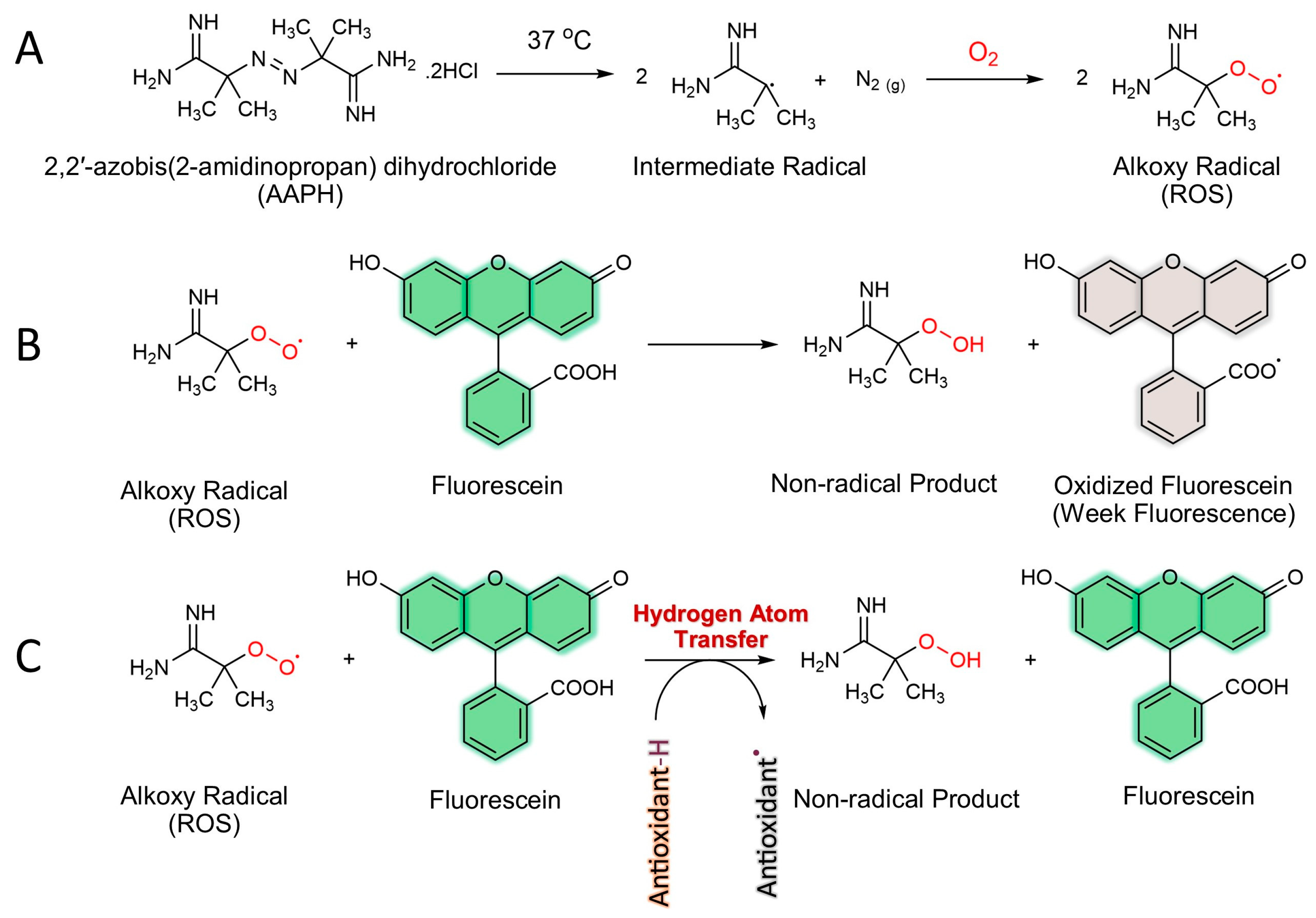 Antioxidants 13 00386 g004