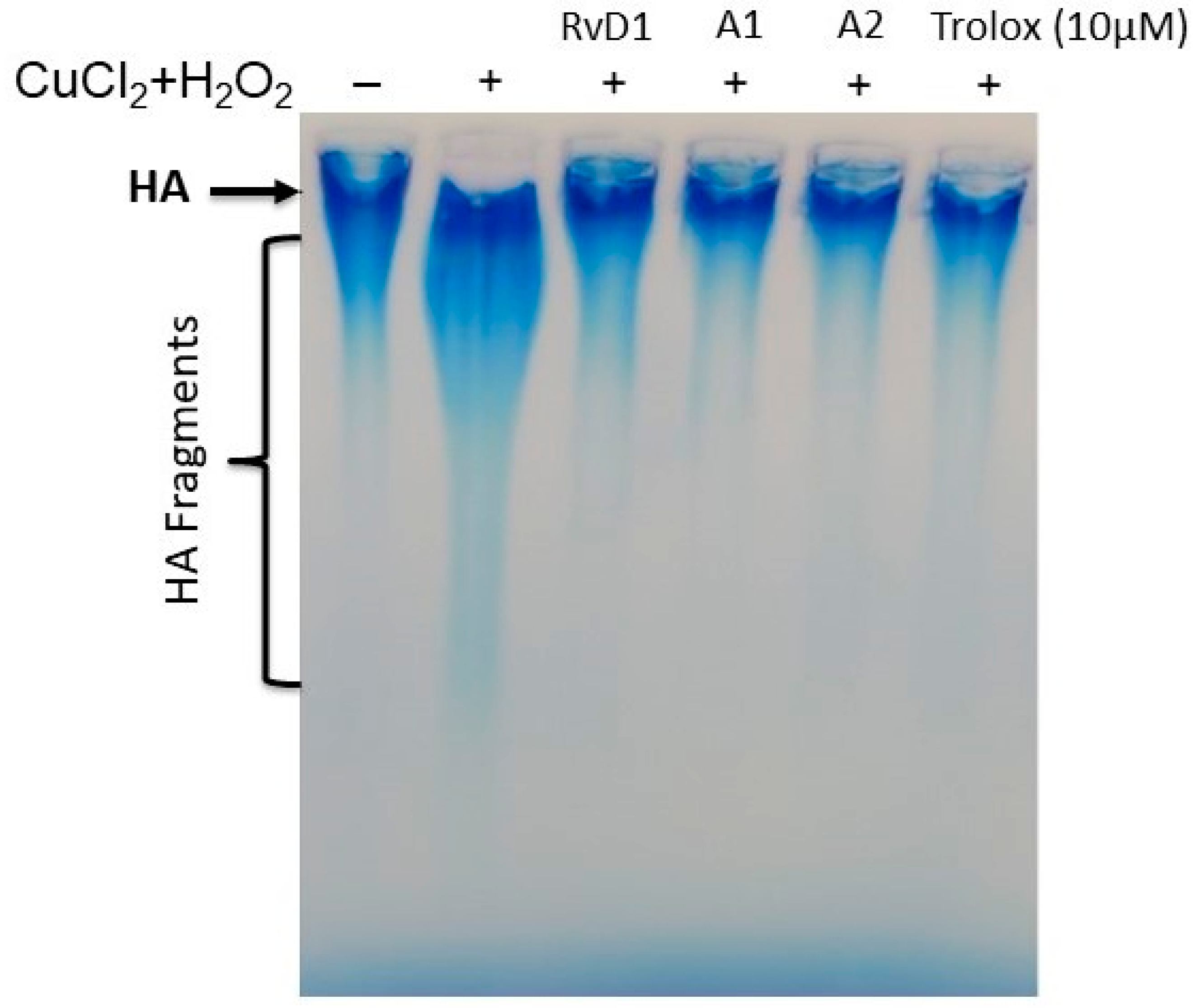 Antioxidants 13 00386 g010