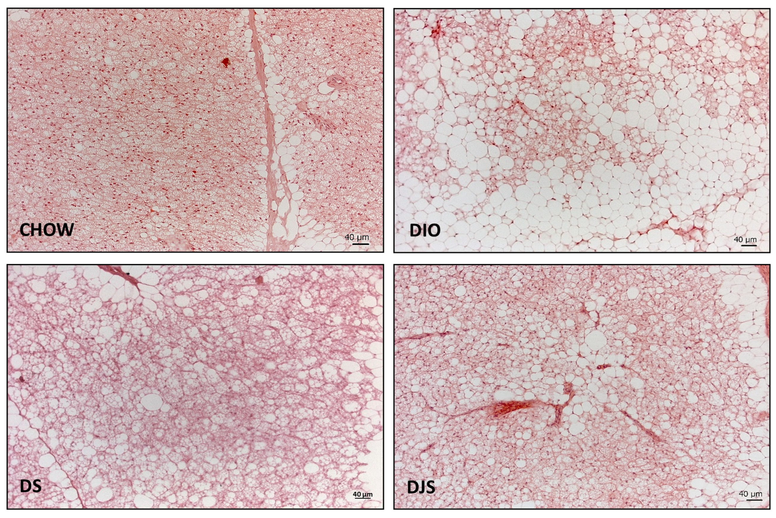 Antioxidants 13 00388 g001