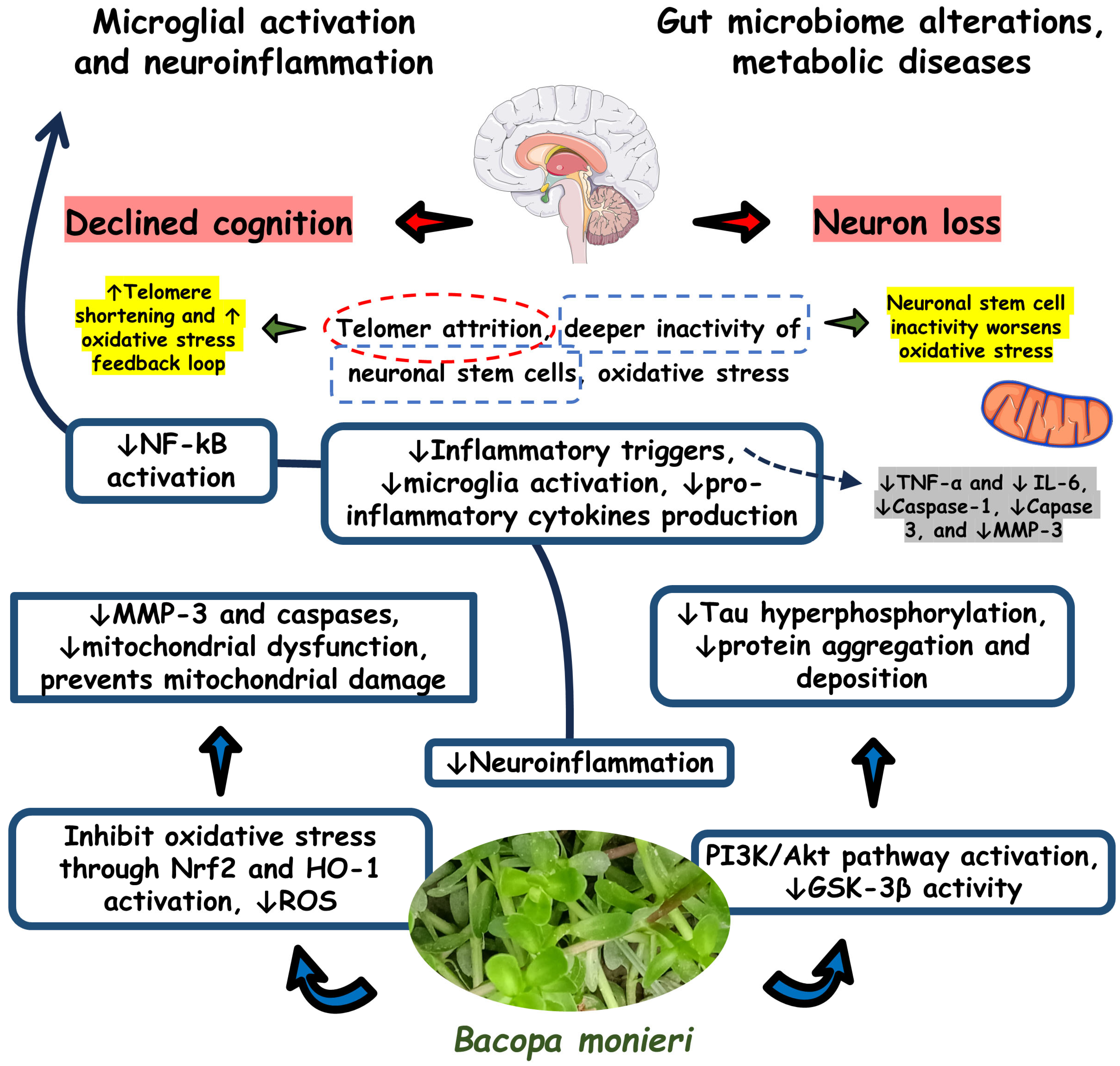 Antioxidants 13 00393 g003