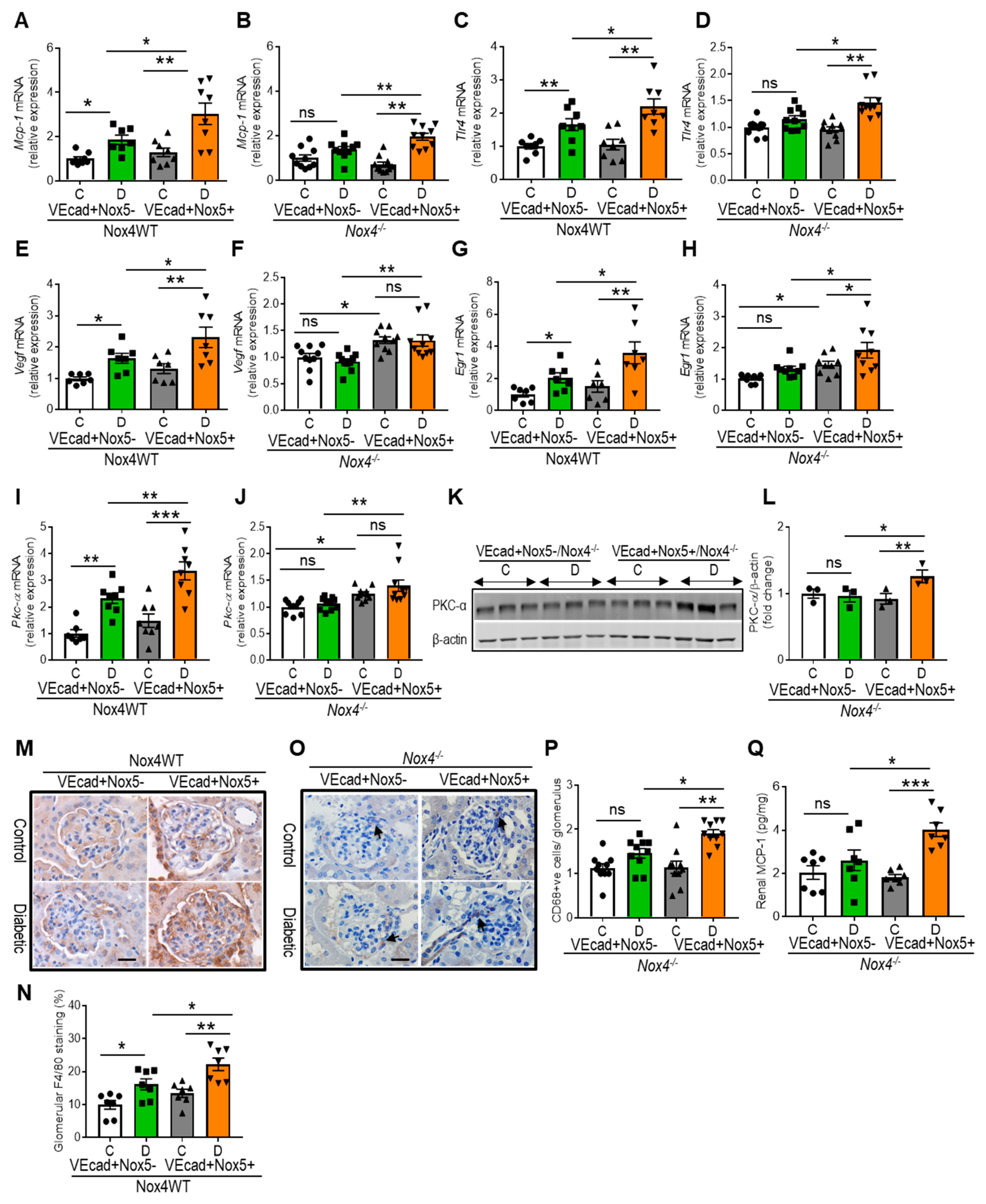 Antioxidants 13 00396 g003