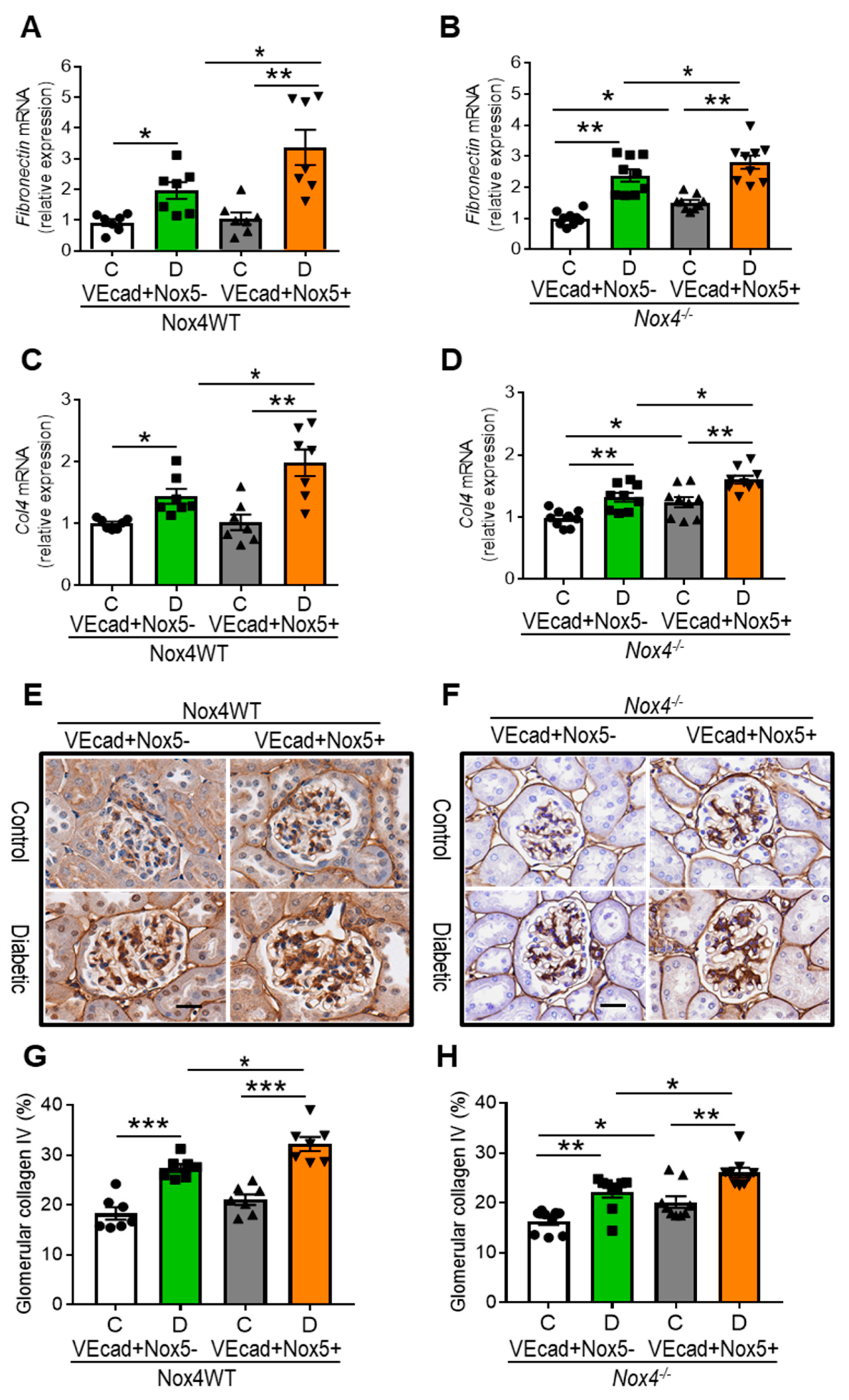 Antioxidants 13 00396 g004