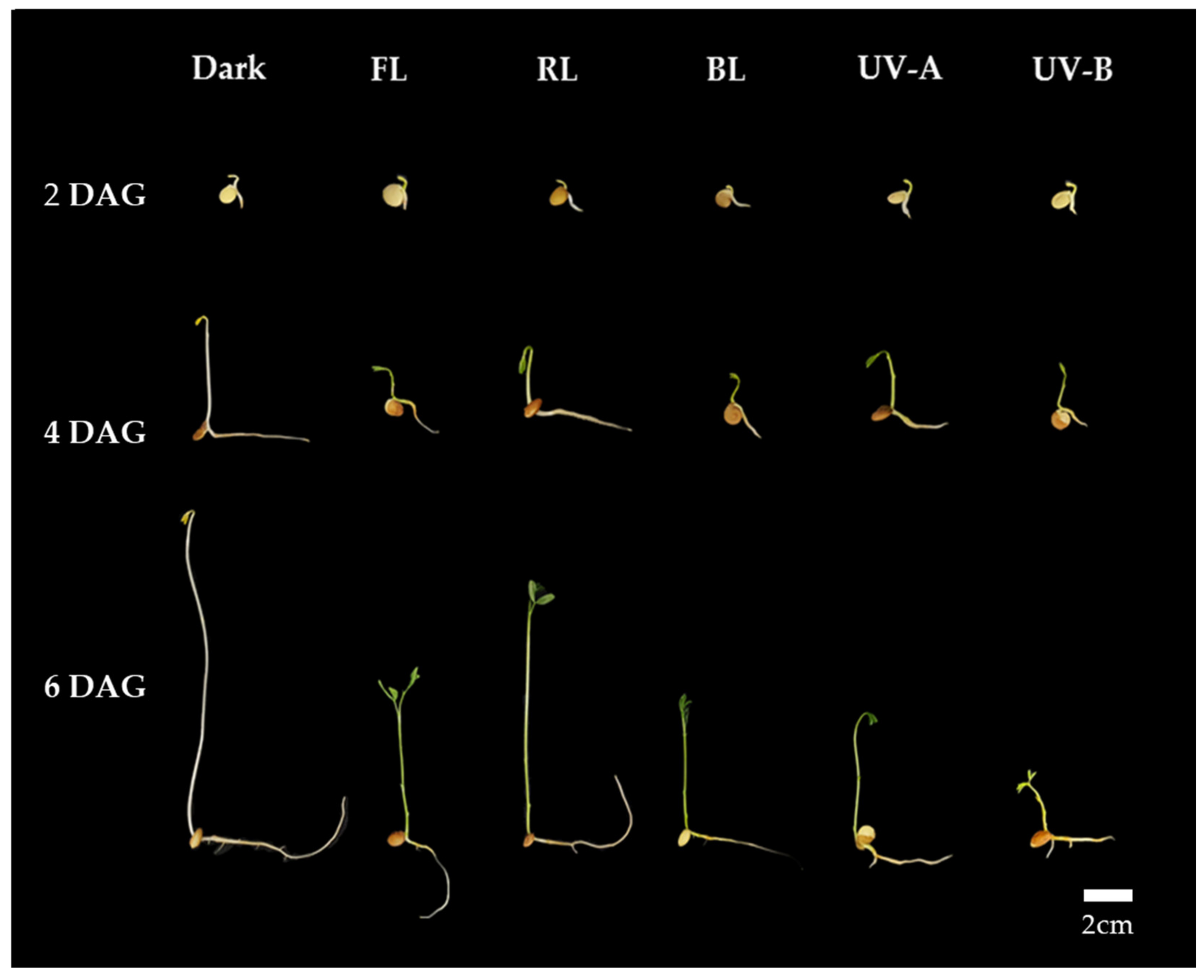 Antioxidants 13 00399 g001