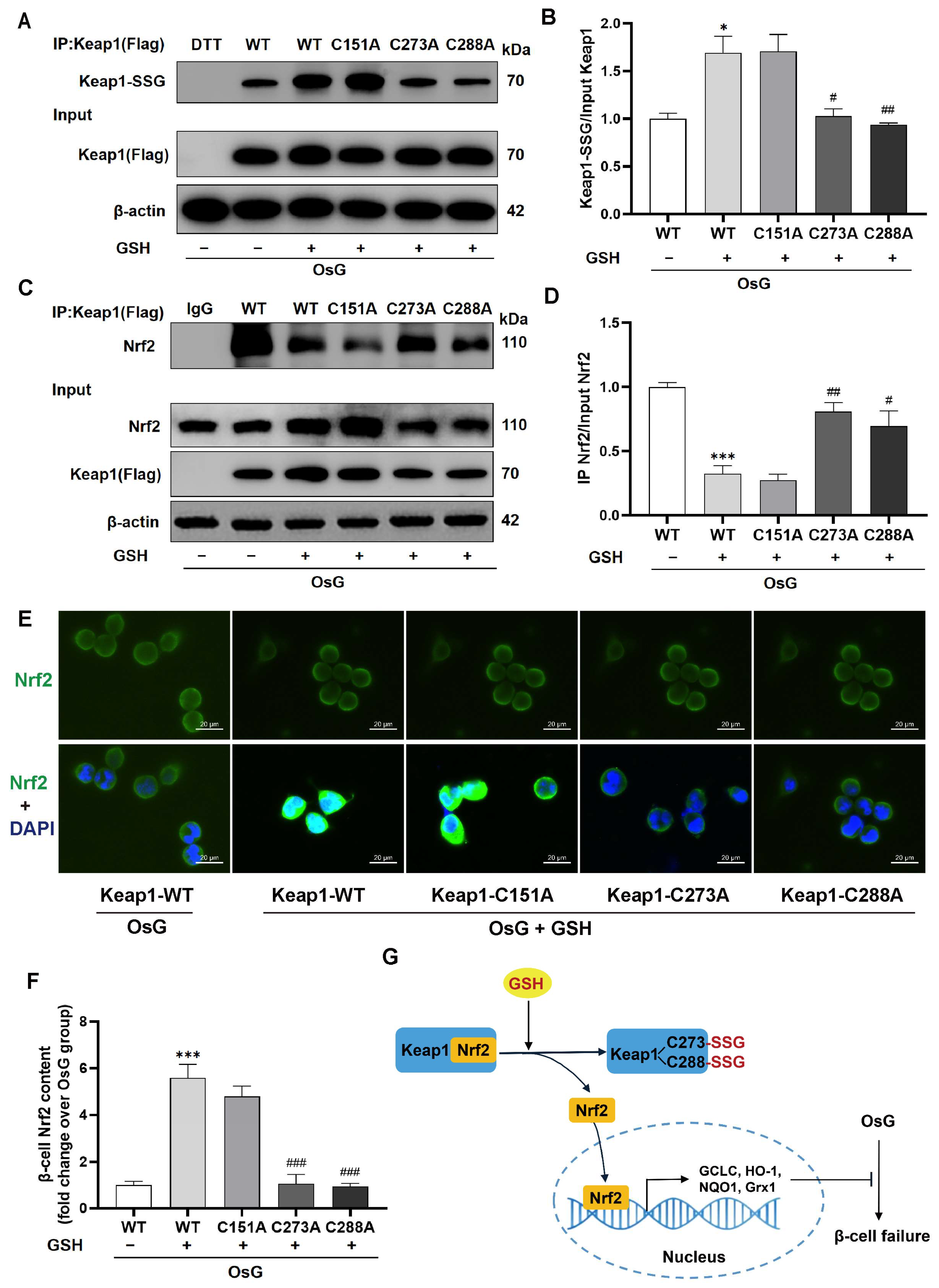 Antioxidants 13 00400 g007