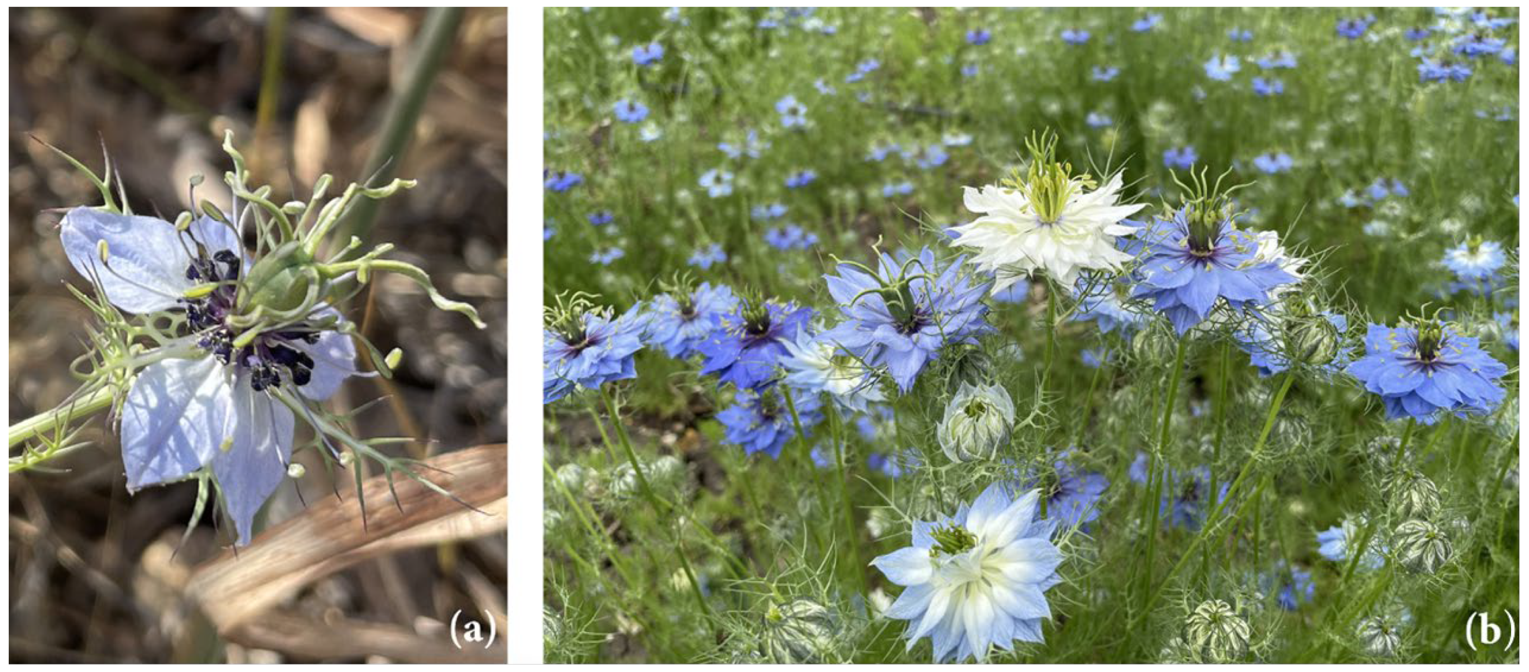 Antioxidants 13 00402 g002