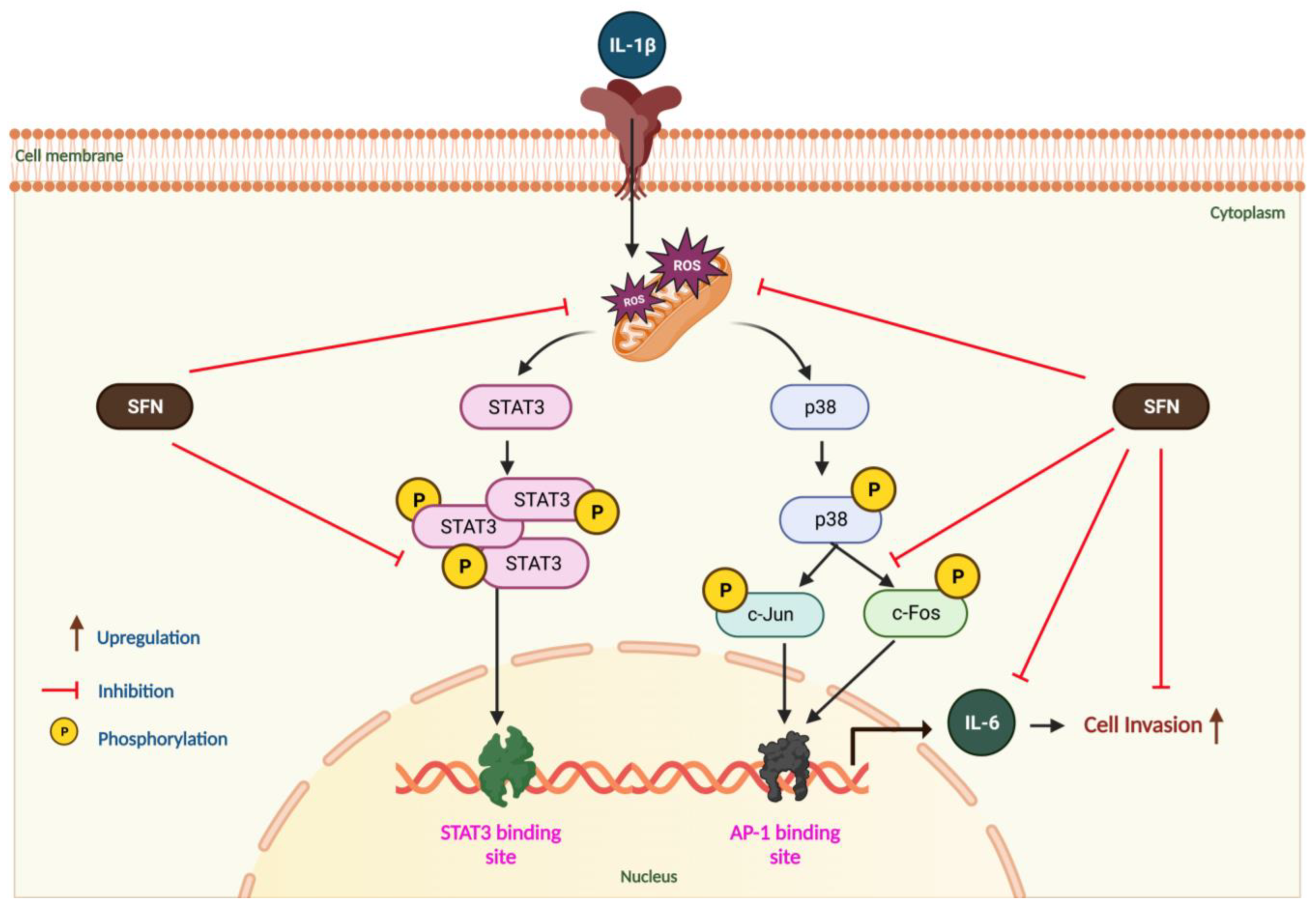 Antioxidants 13 00406 g009