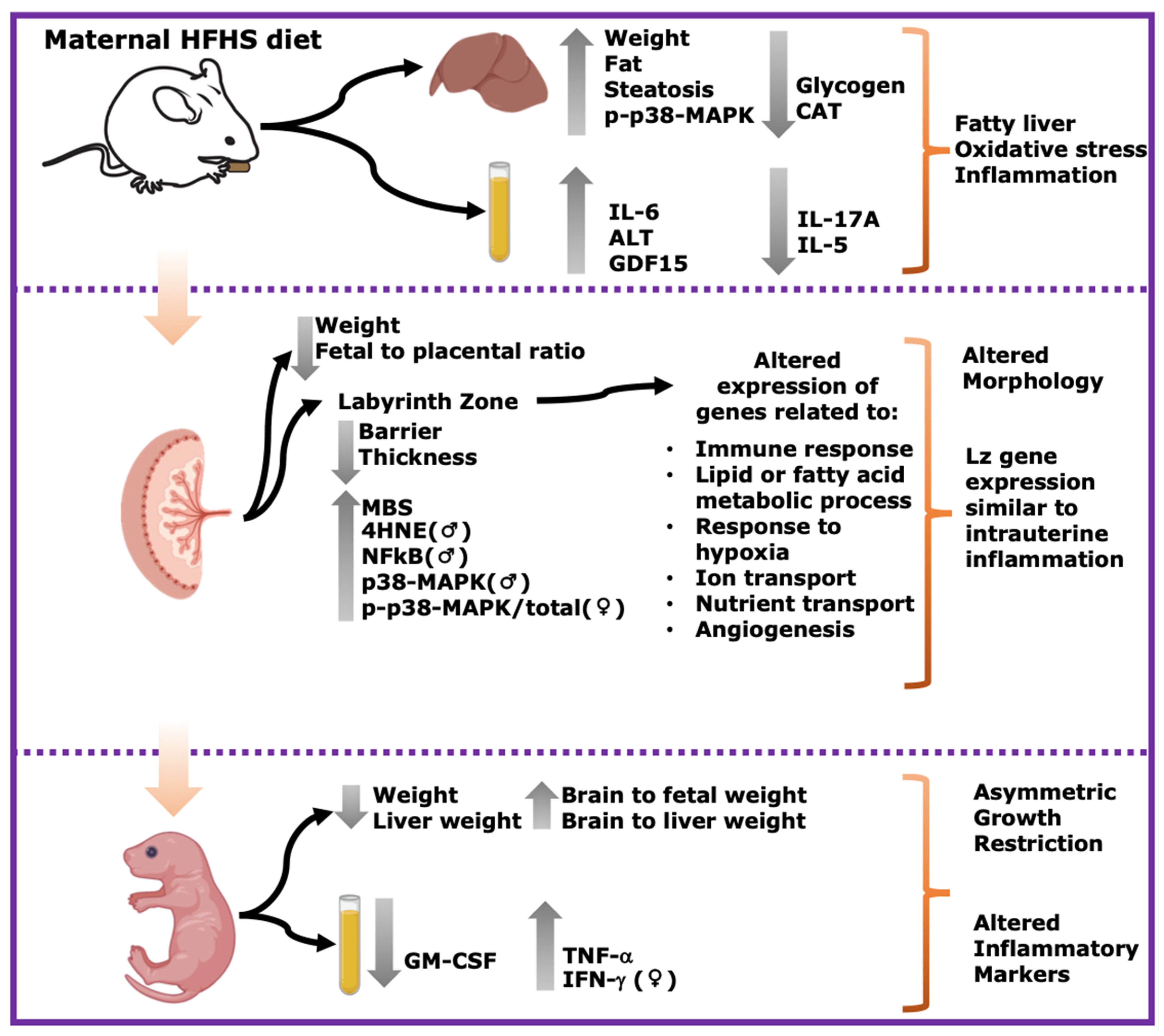 Antioxidants 13 00411 g007