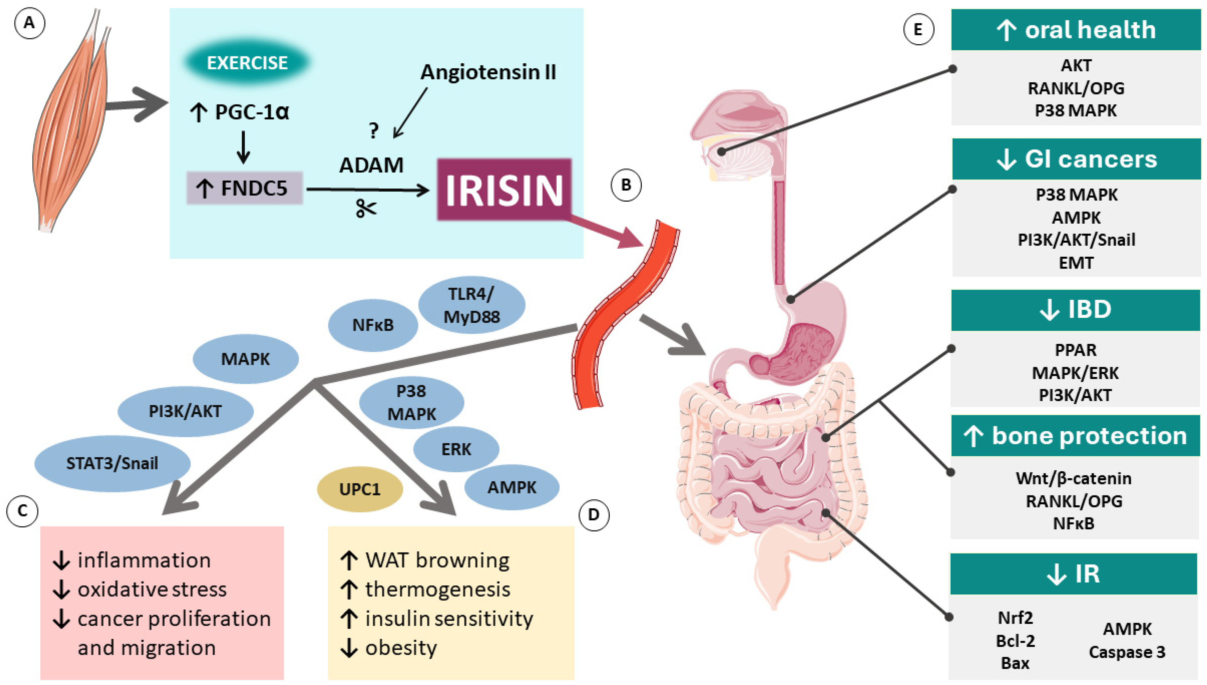 Antioxidants 13 00413 g001