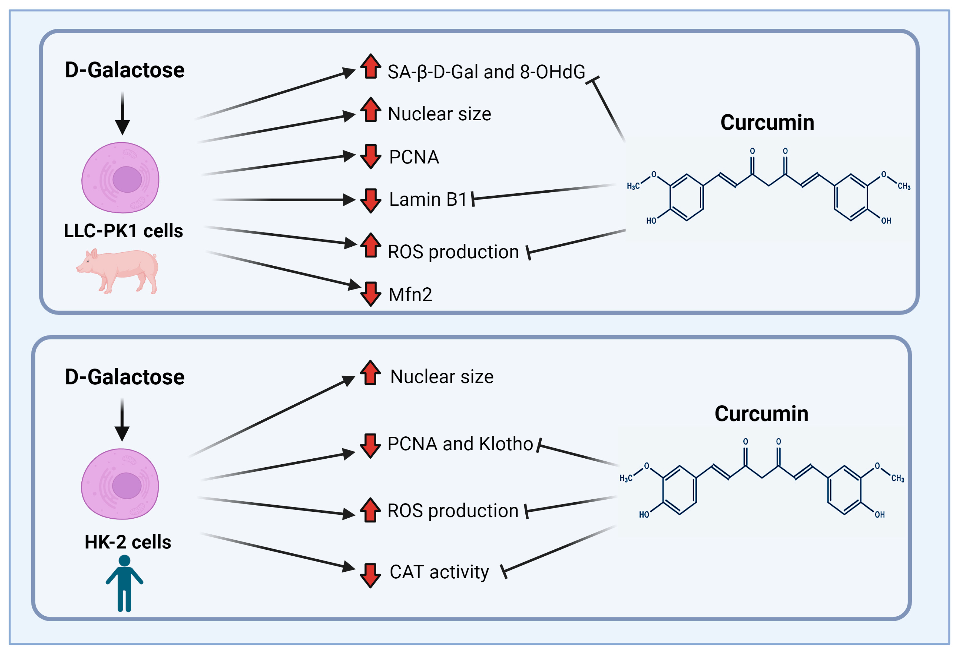 Antioxidants 13 00415 g010