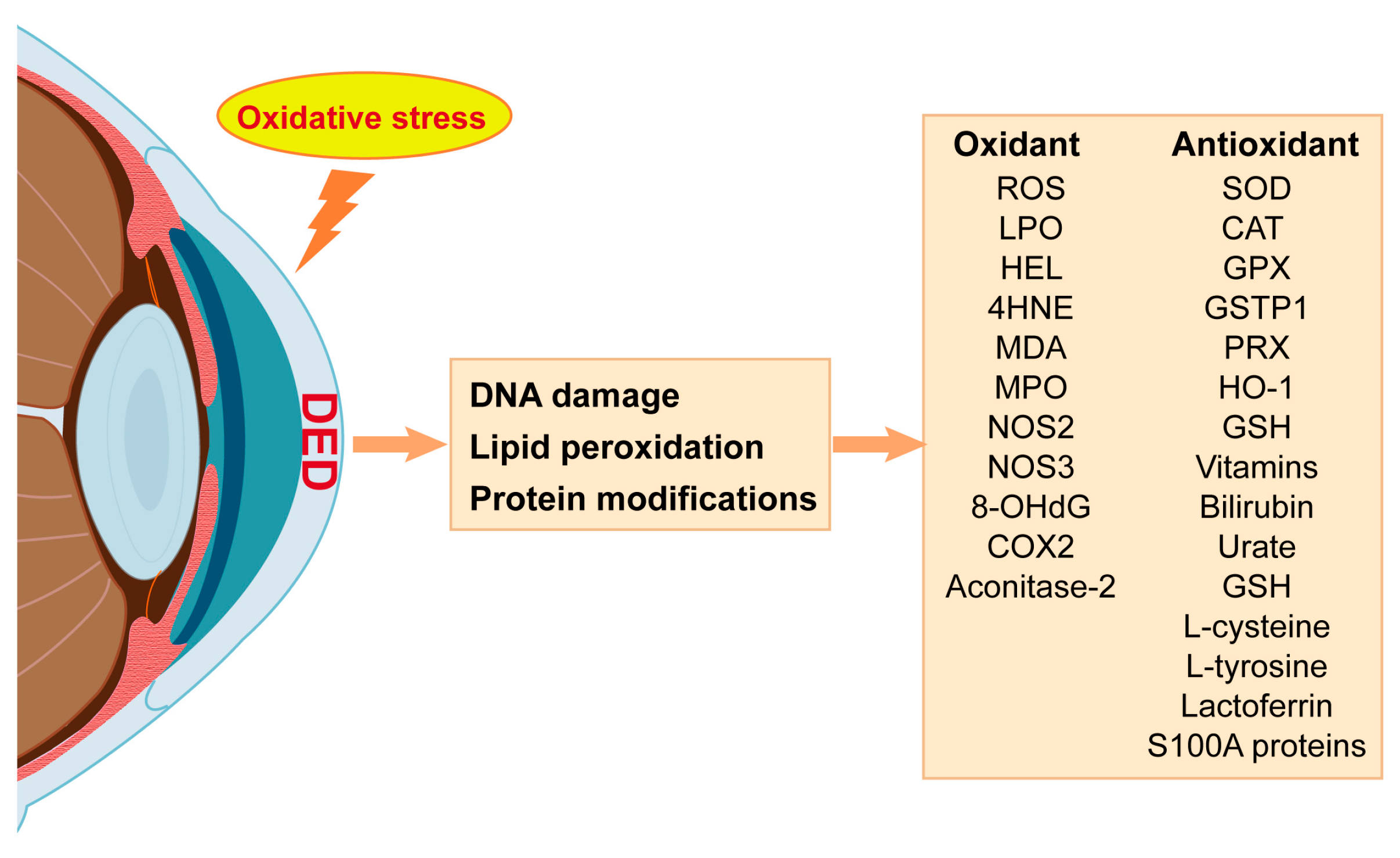 Antioxidants 13 00422 g002