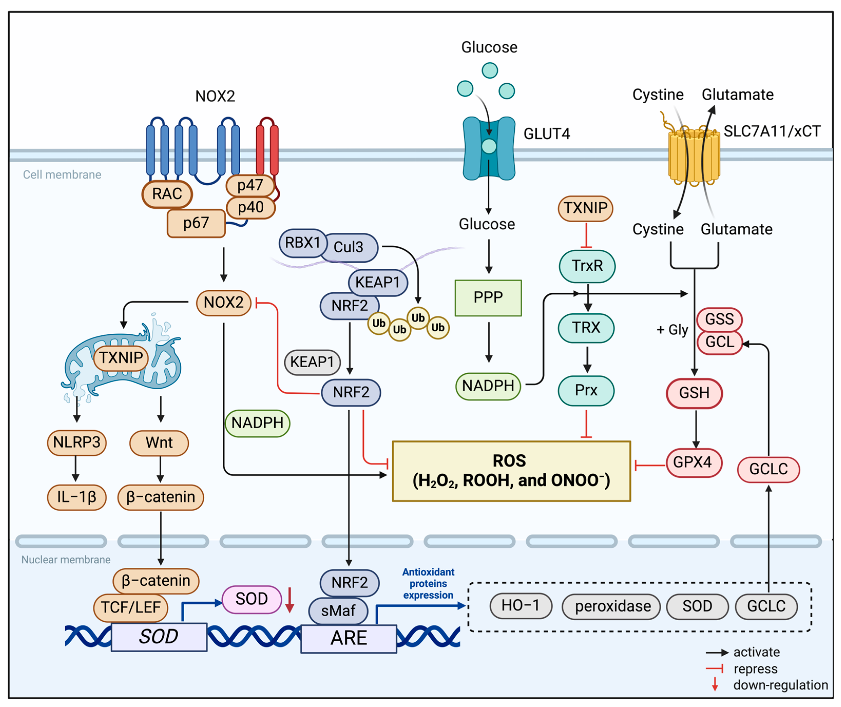 Antioxidants 13 00423 g001