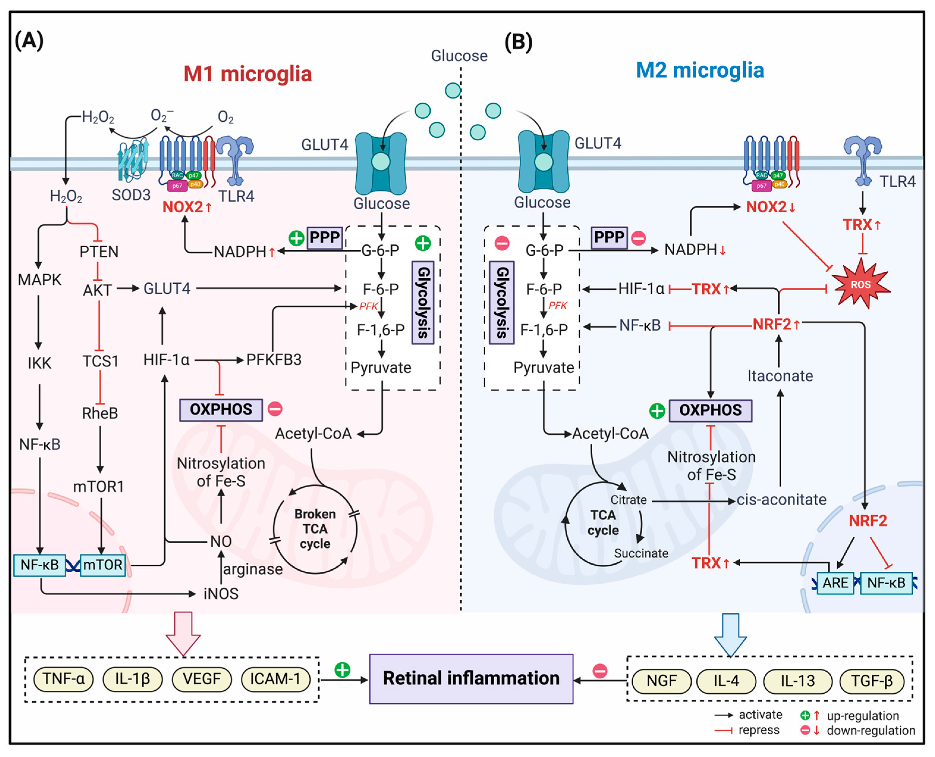 Antioxidants 13 00423 g002