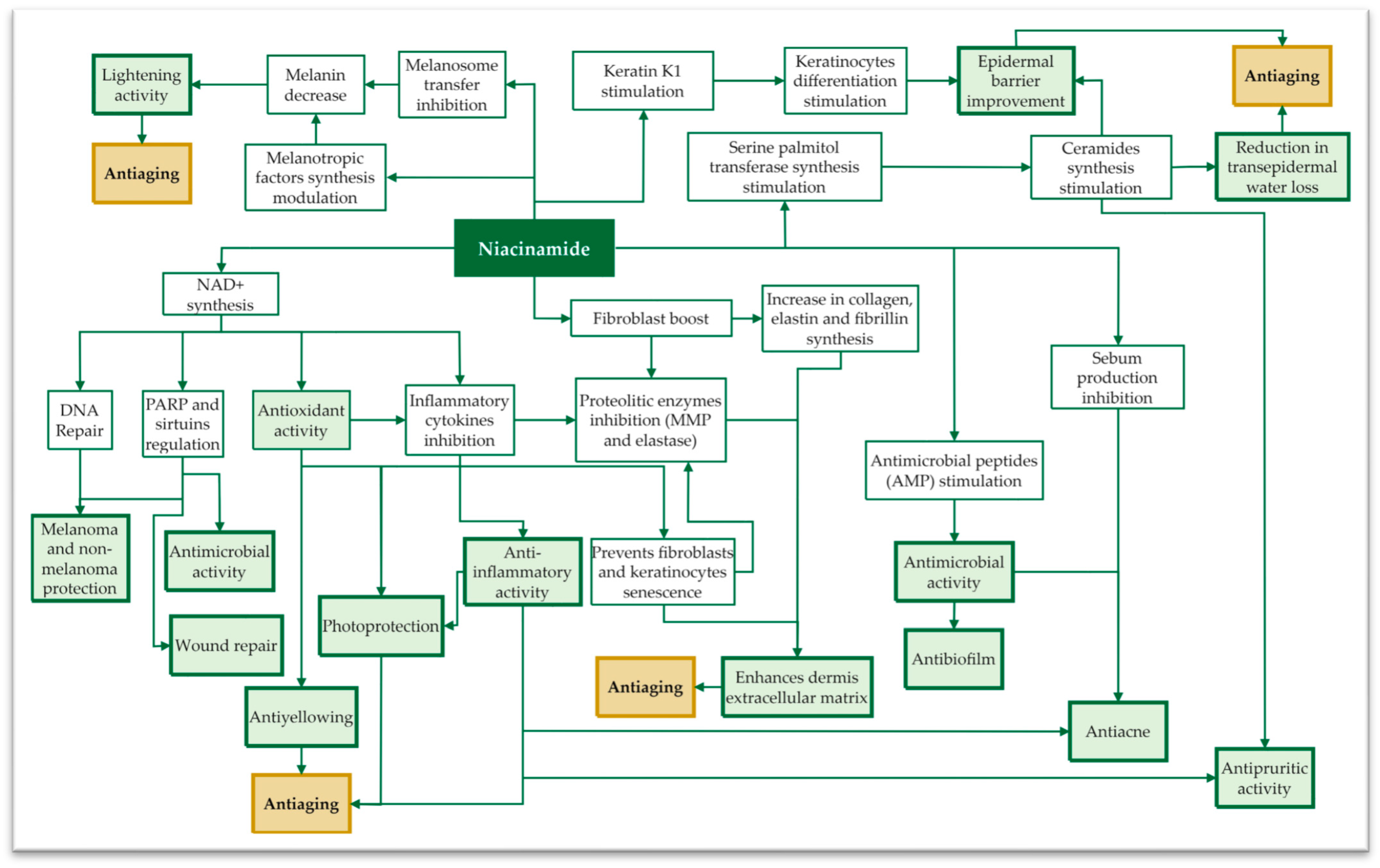 Antioxidants 13 00425 g003