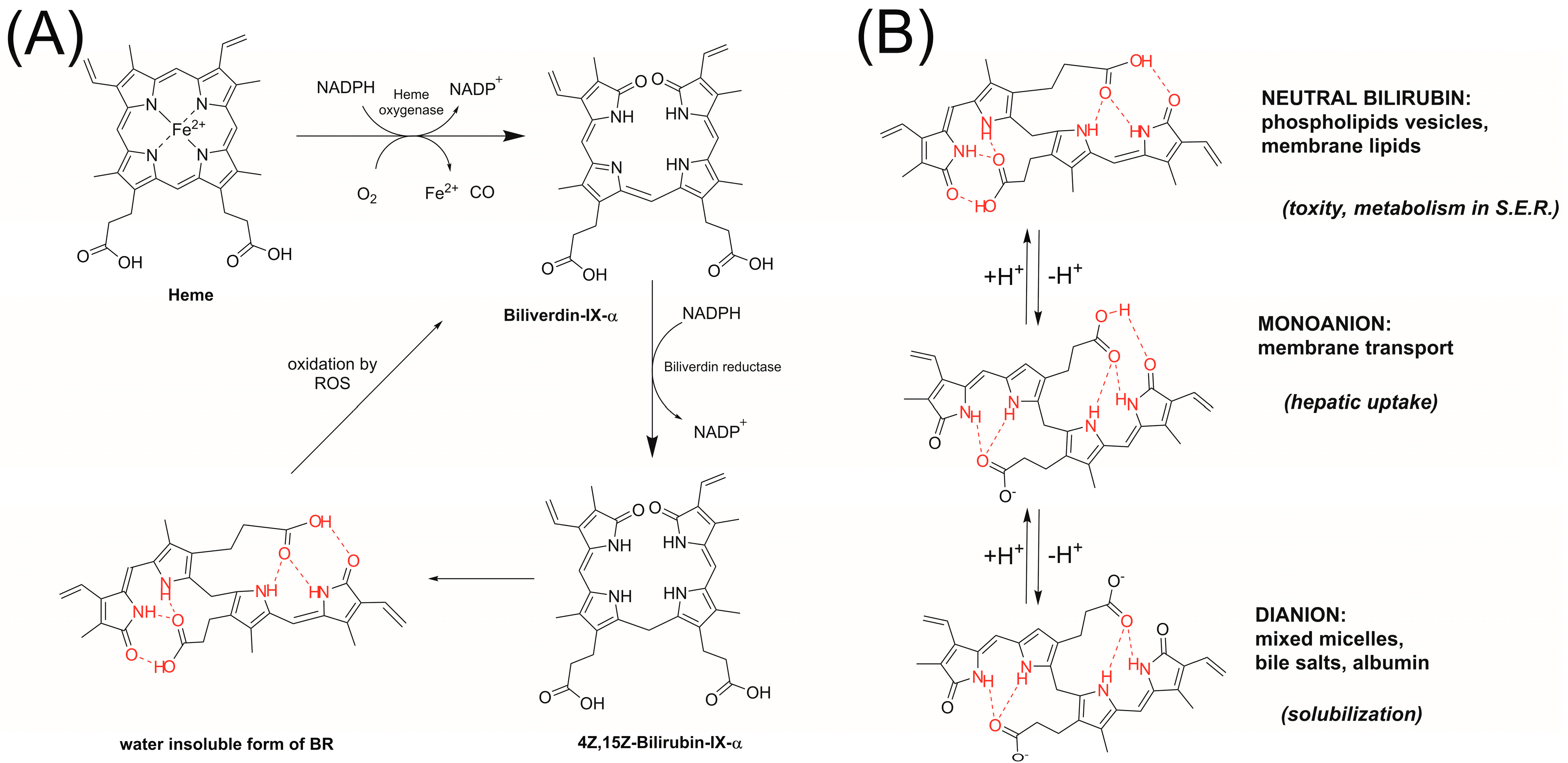 Antioxidants 13 00426 g001
