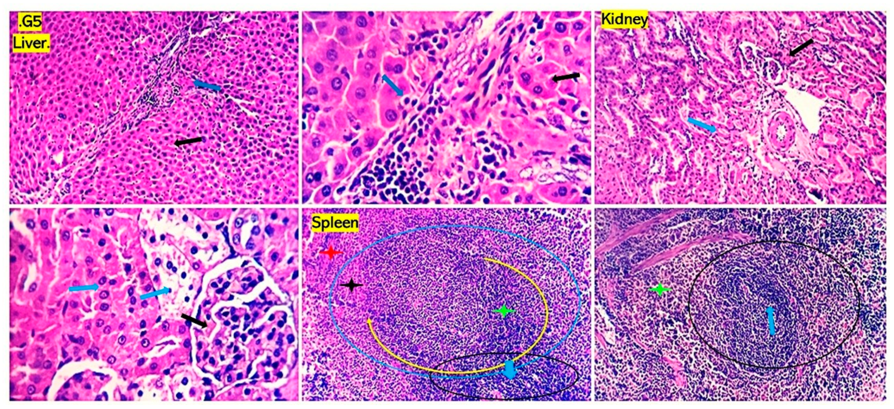 Antioxidants 13 00428 g005