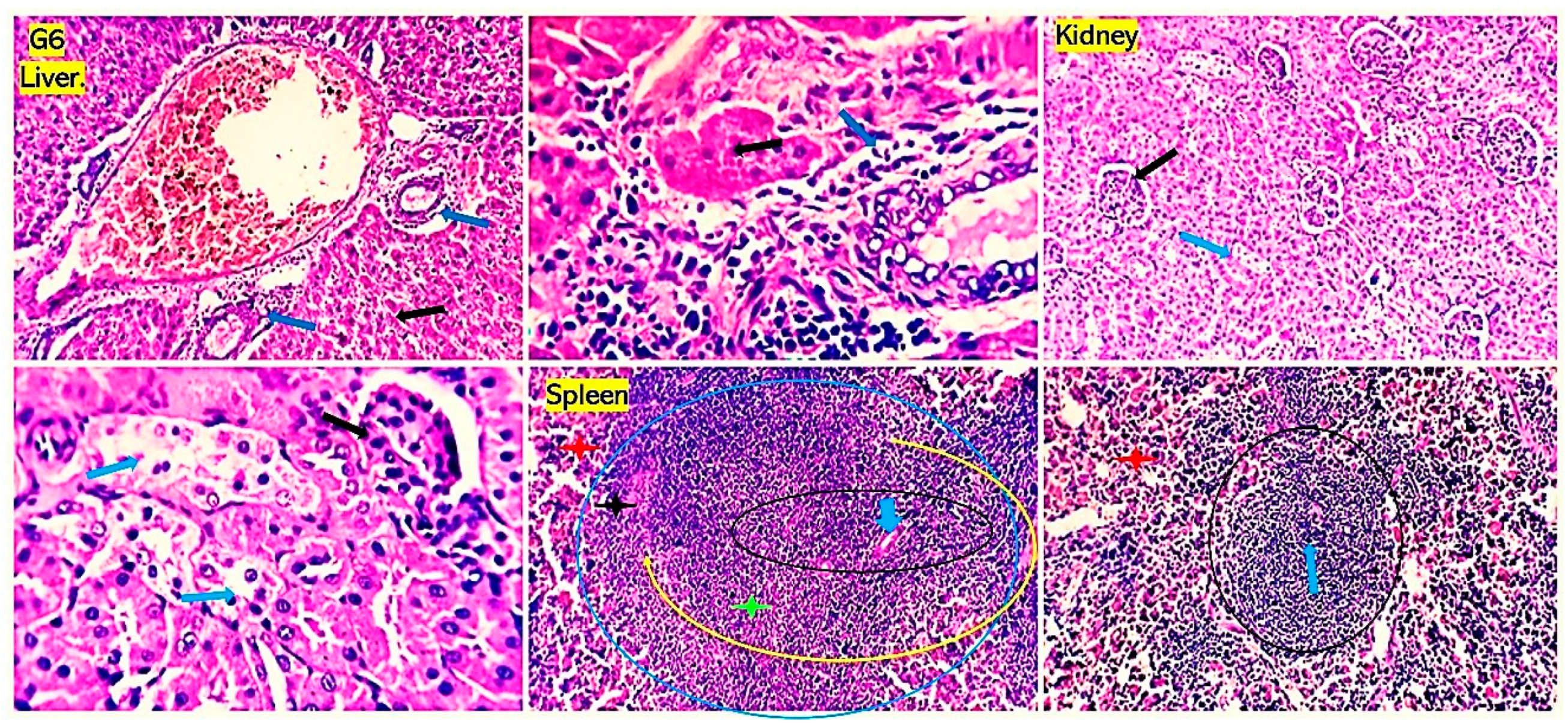 Antioxidants 13 00428 g006