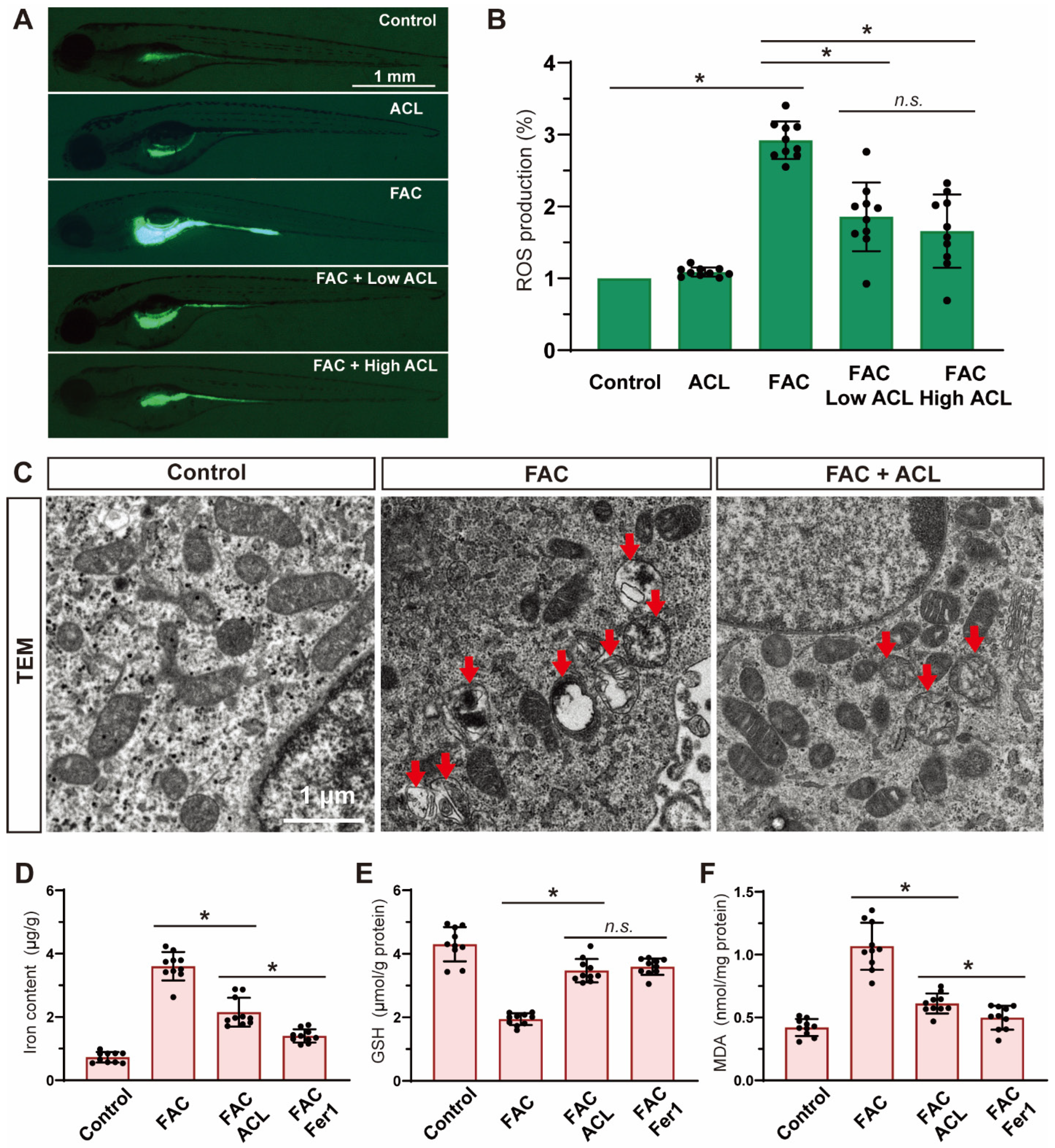 Antioxidants 13 00430 g005