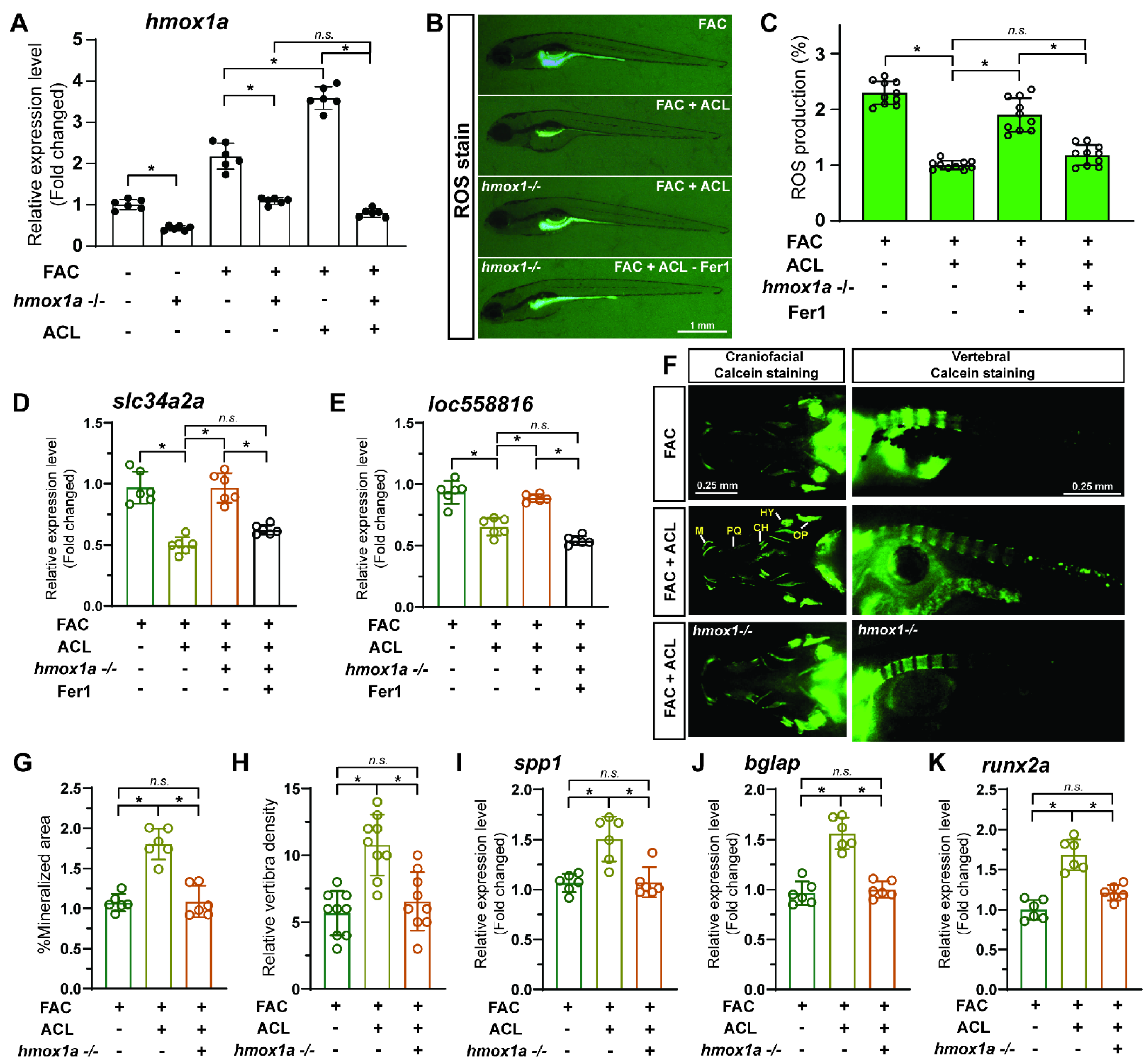 Antioxidants 13 00430 g007
