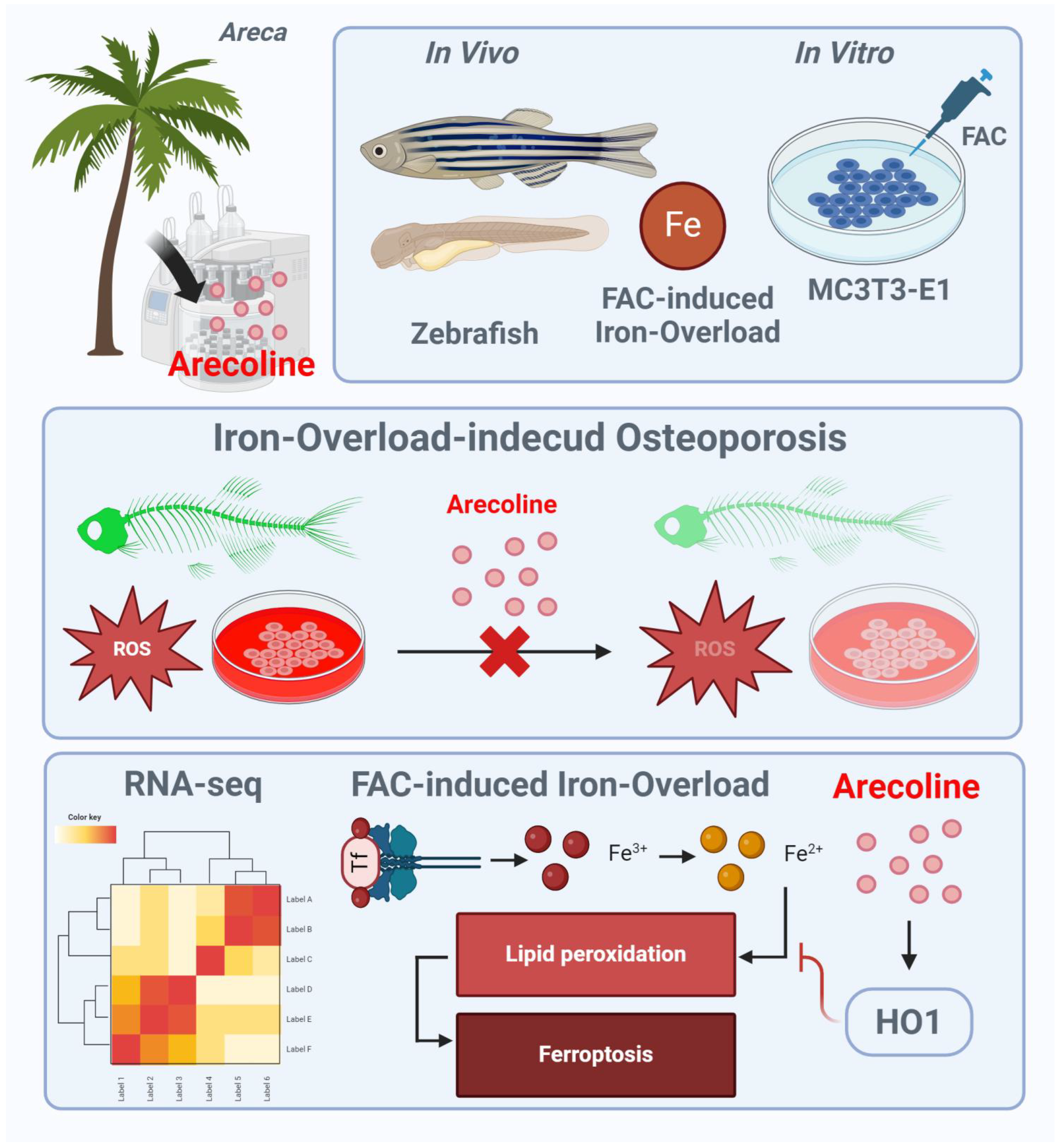 Antioxidants 13 00430 g008