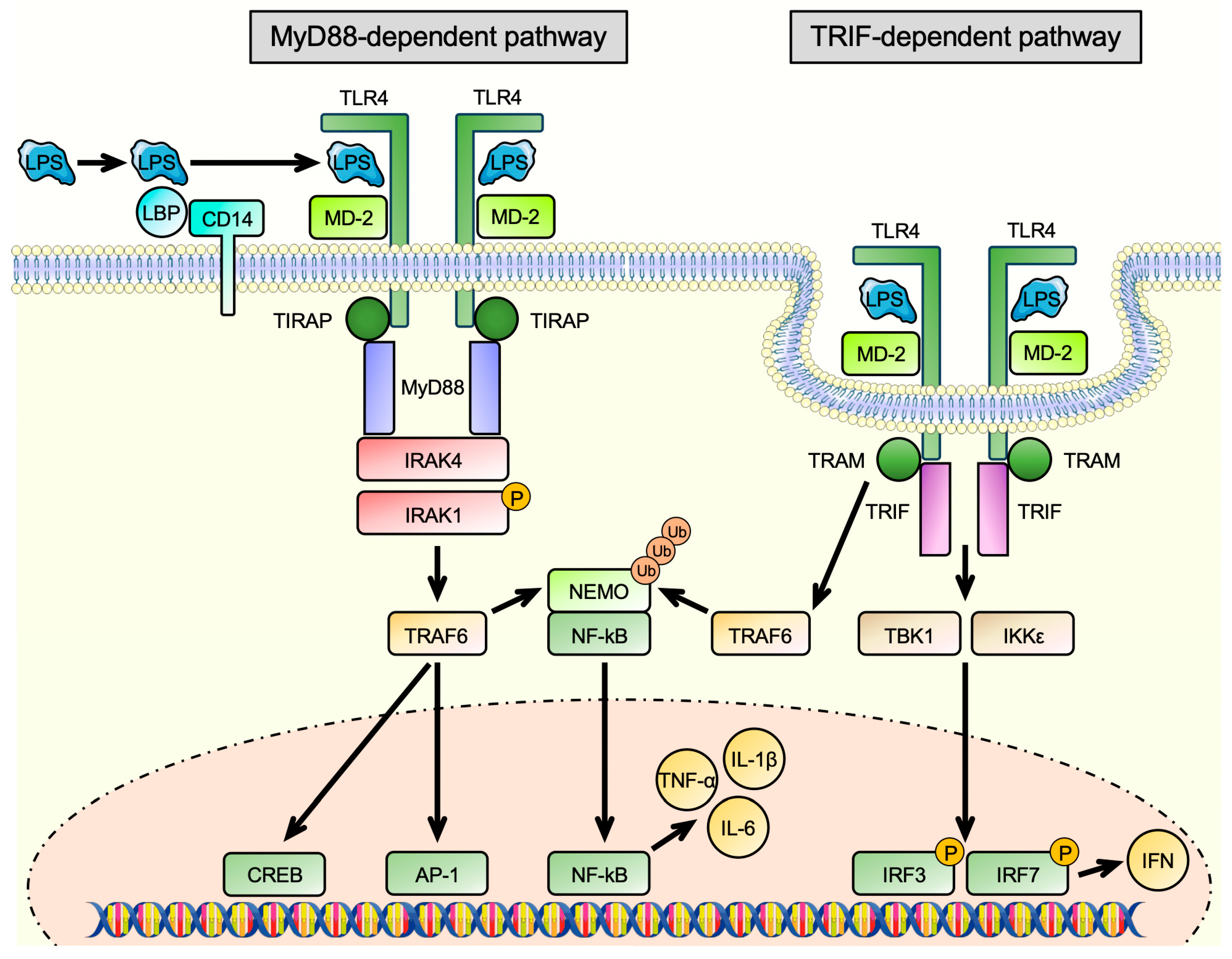 Antioxidants 13 00443 g002