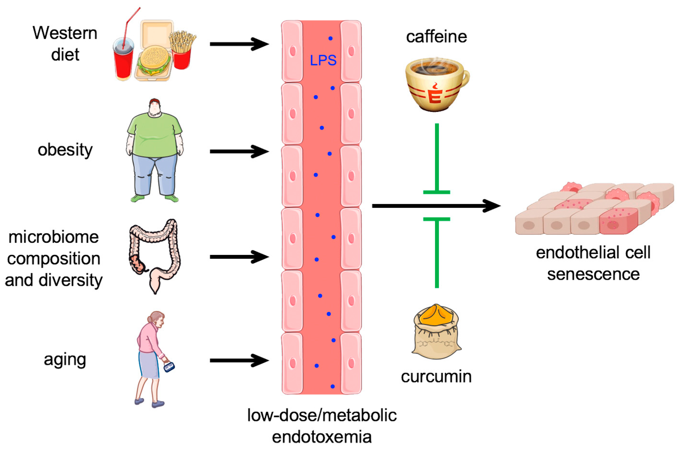 Antioxidants 13 00443 g004
