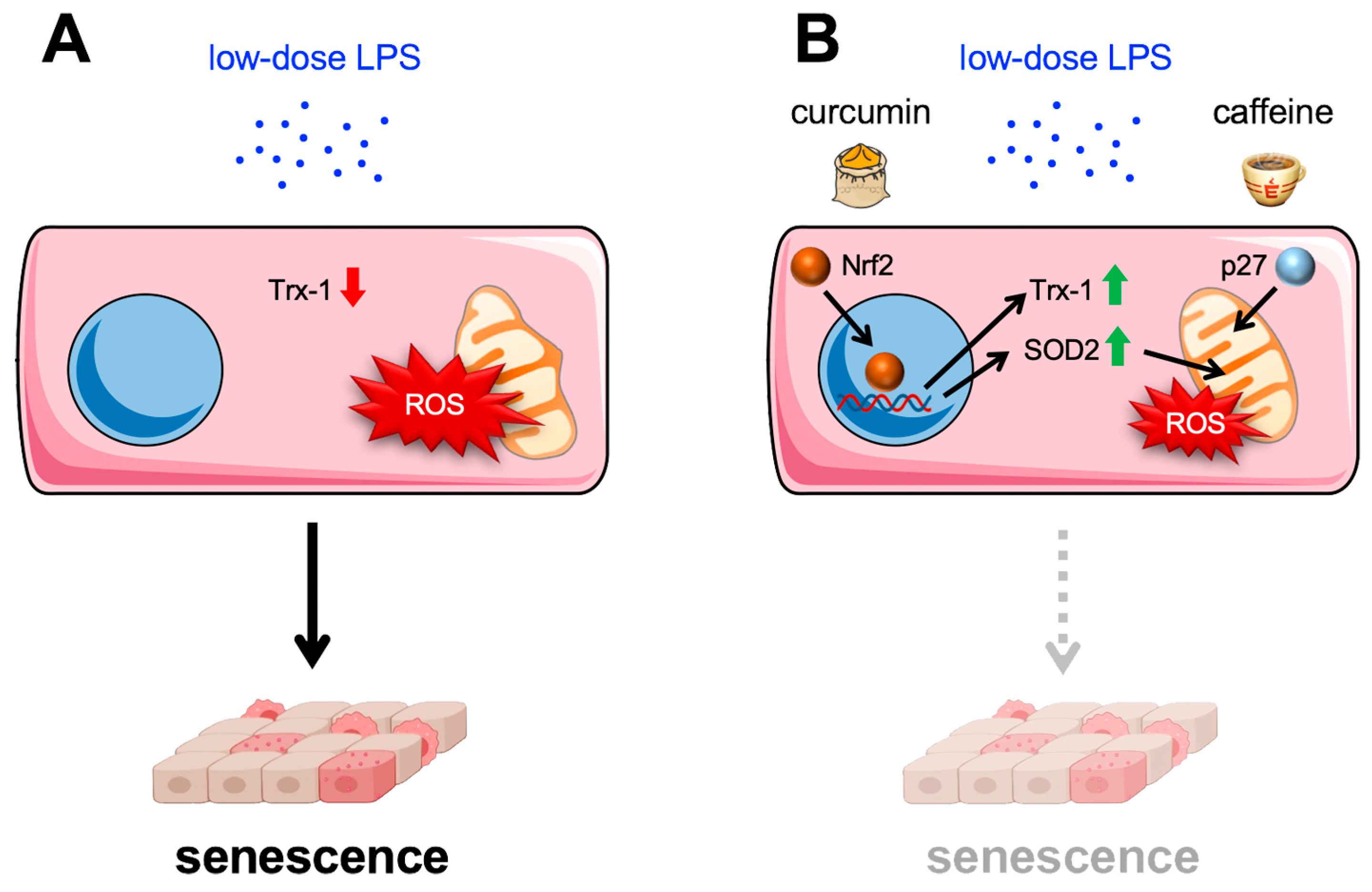 Antioxidants 13 00443 g005