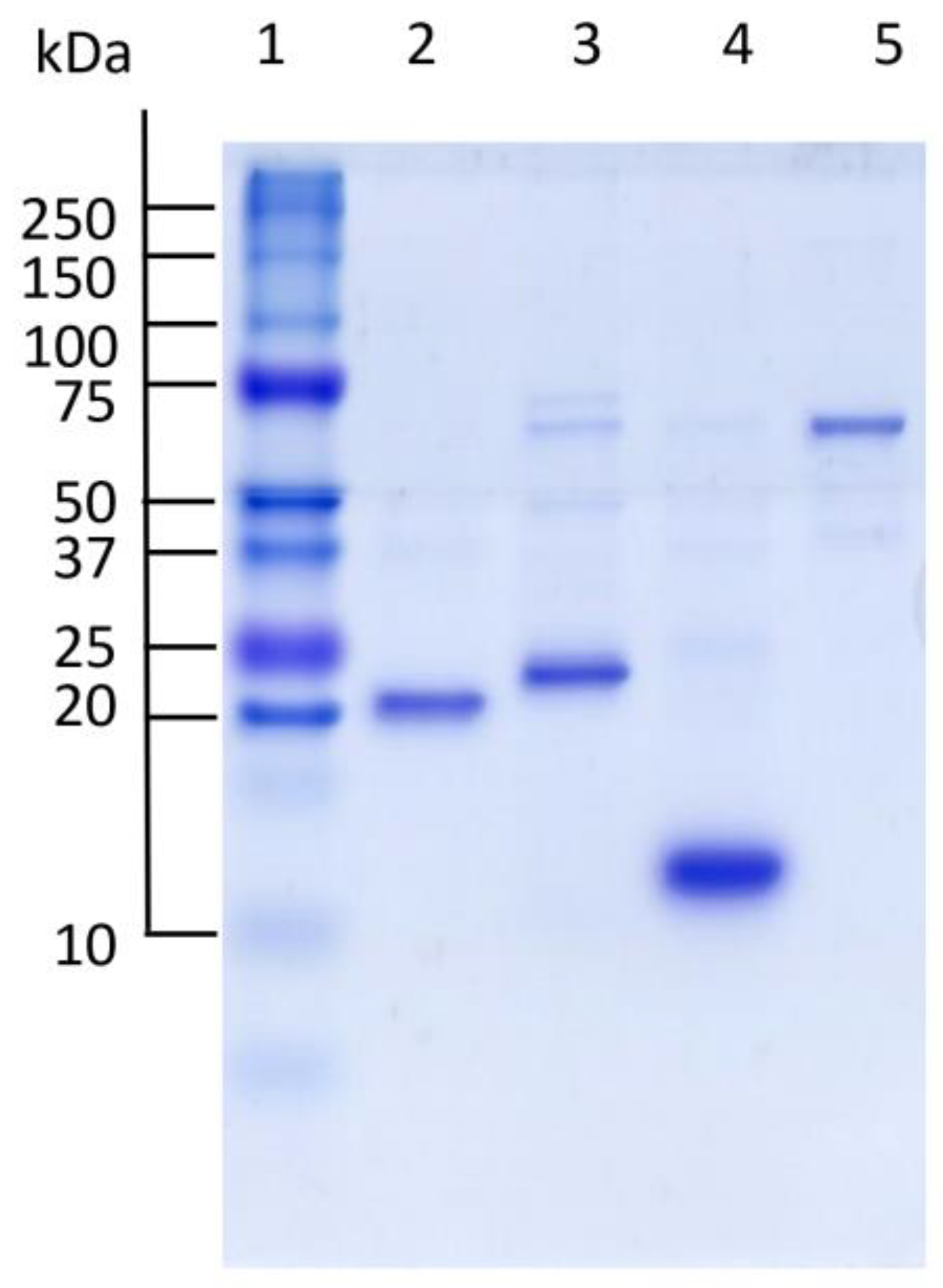 Antioxidants 13 00444 g002
