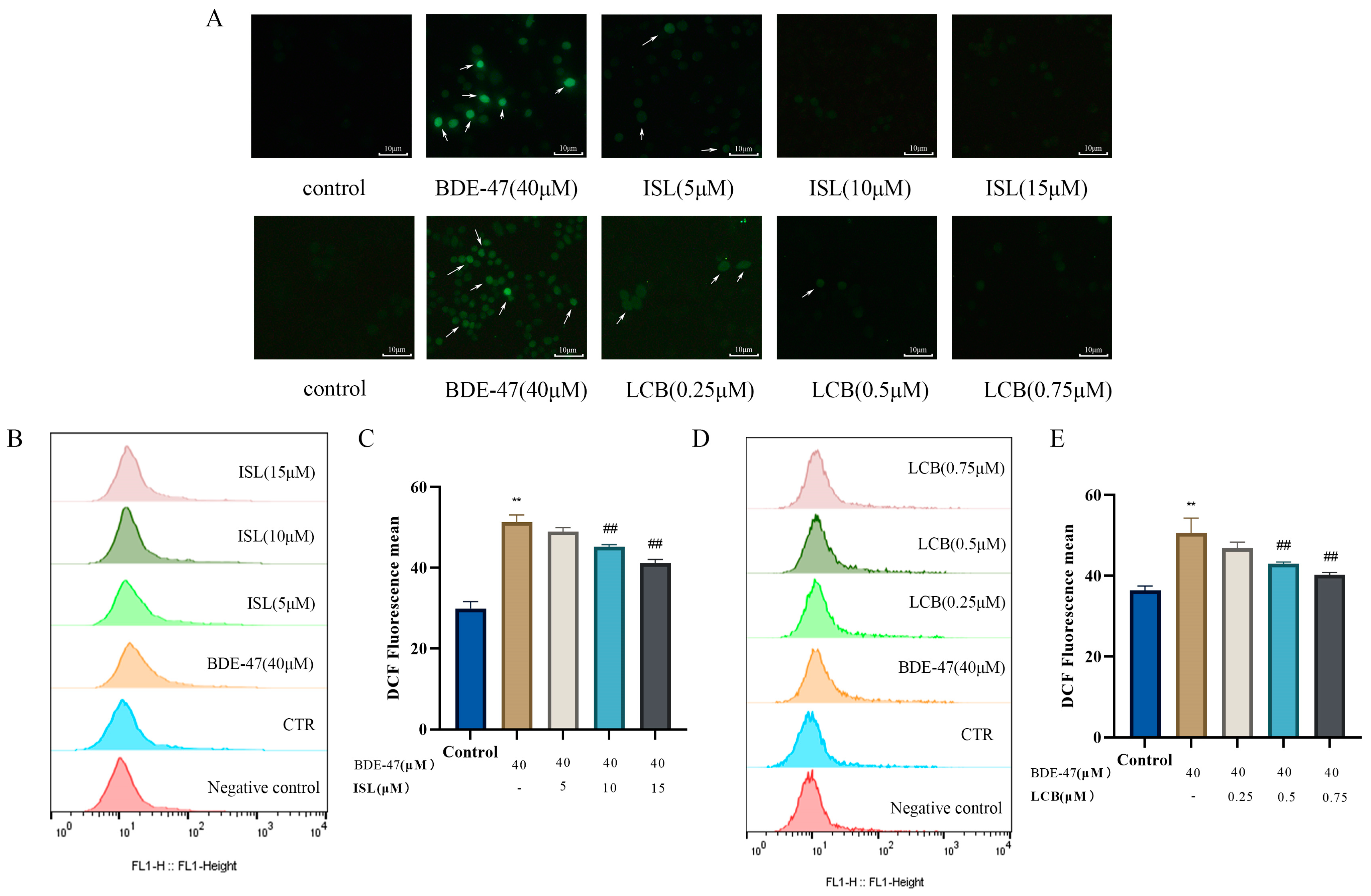 Antioxidants 13 00445 g004
