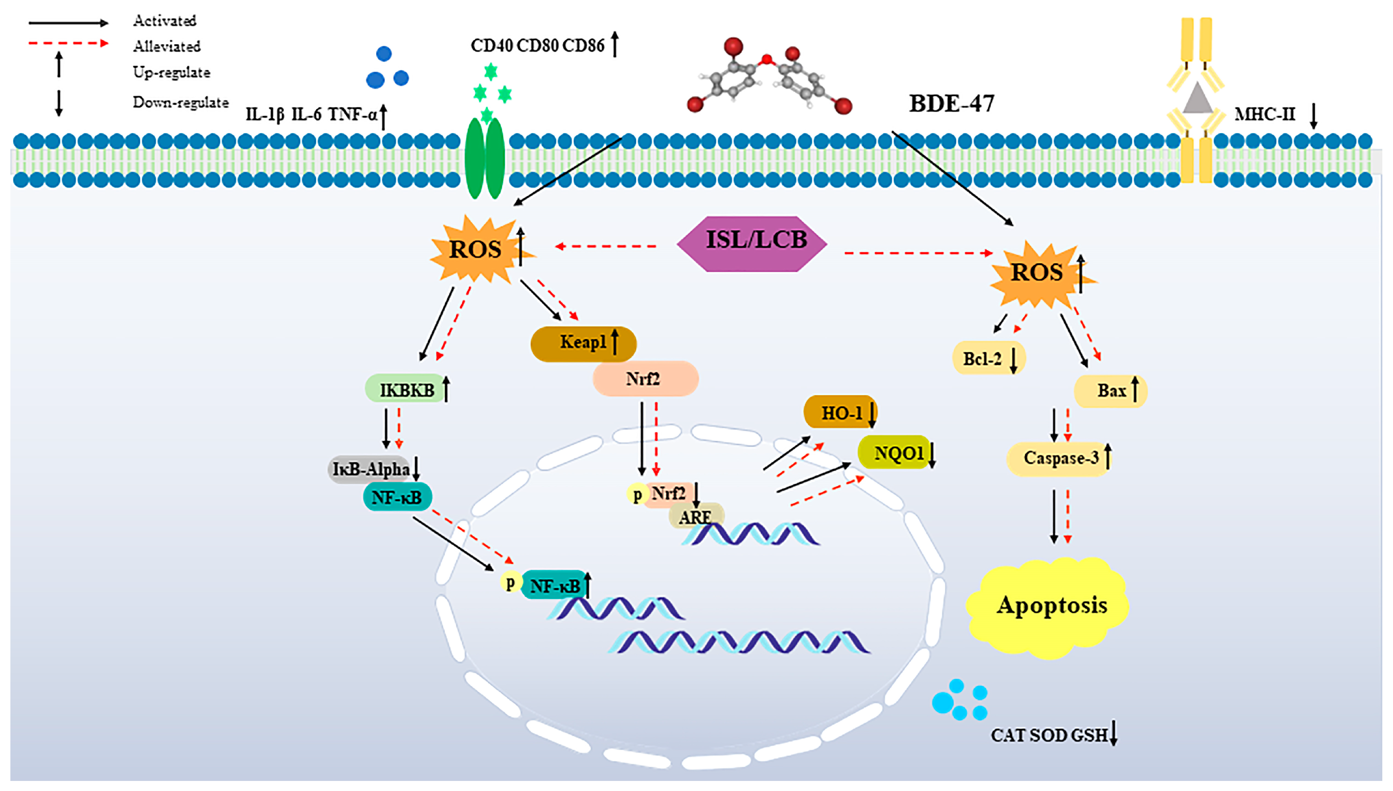 Antioxidants 13 00445 g007