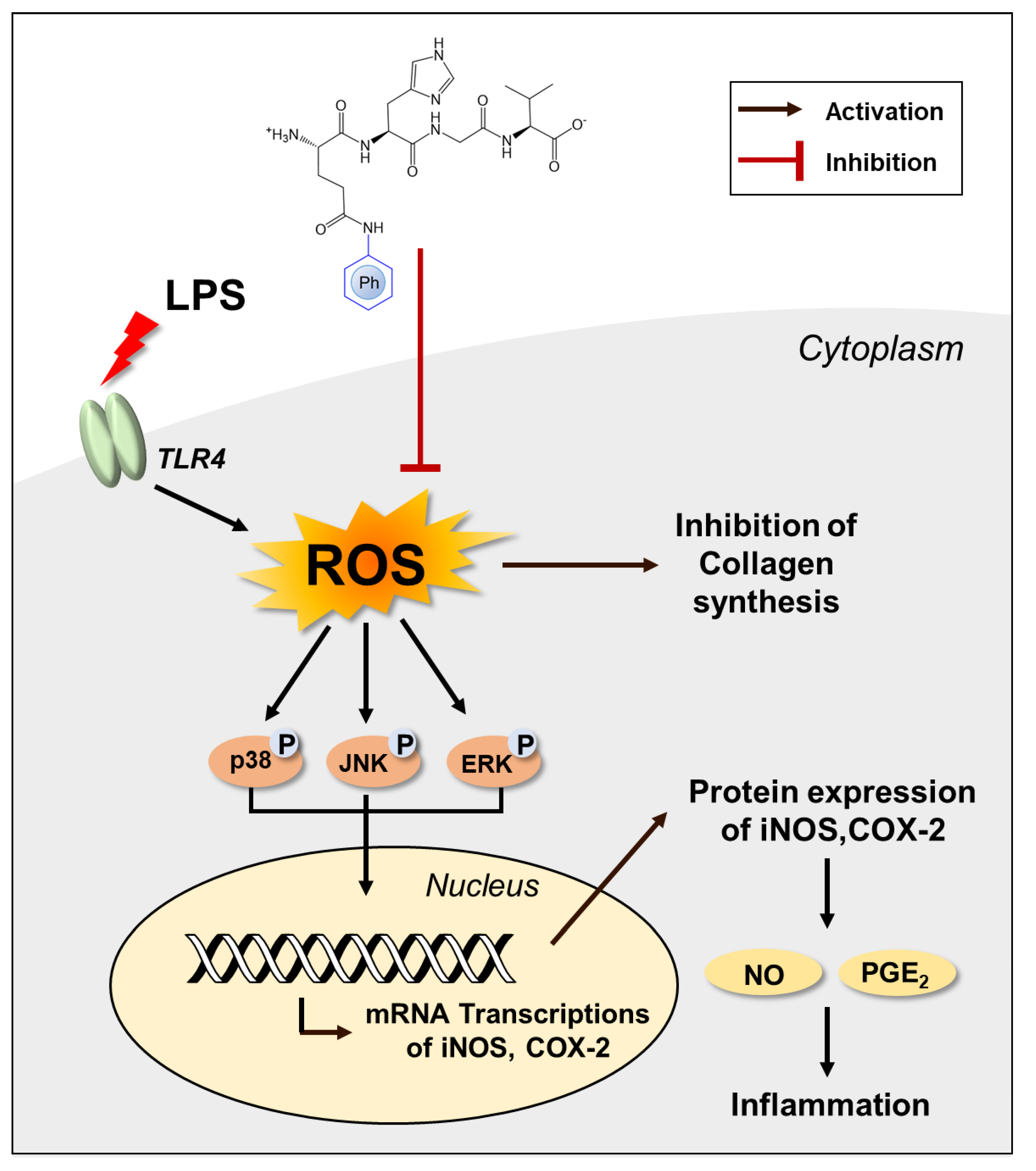Antioxidants 13 00447 g008