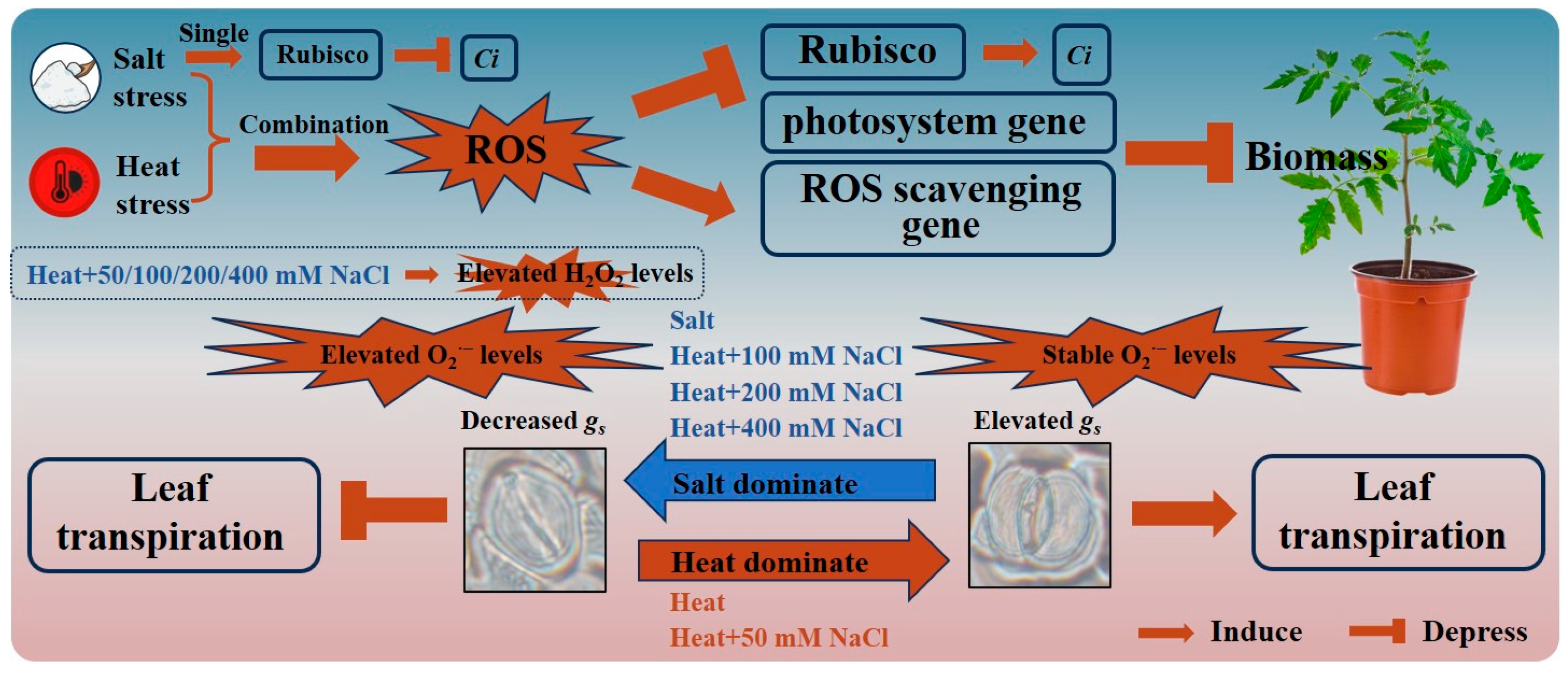 Antioxidants 13 00448 g008