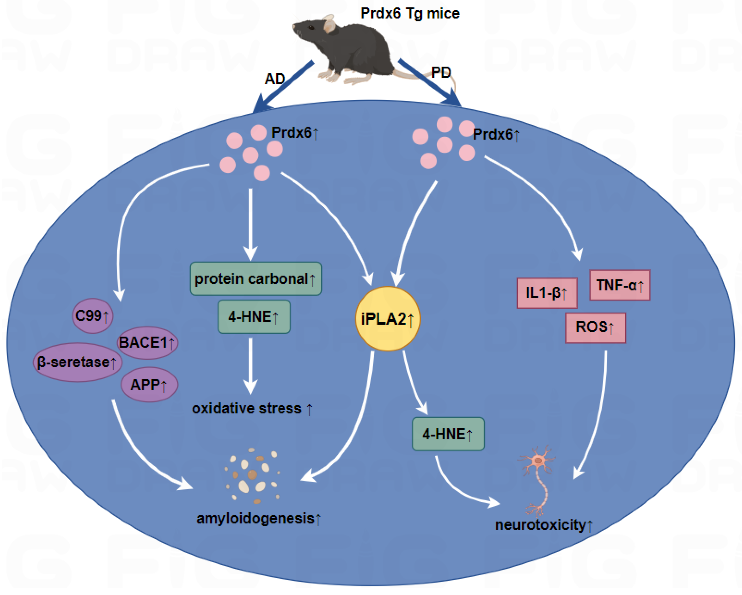 Antioxidants 13 00449 g002