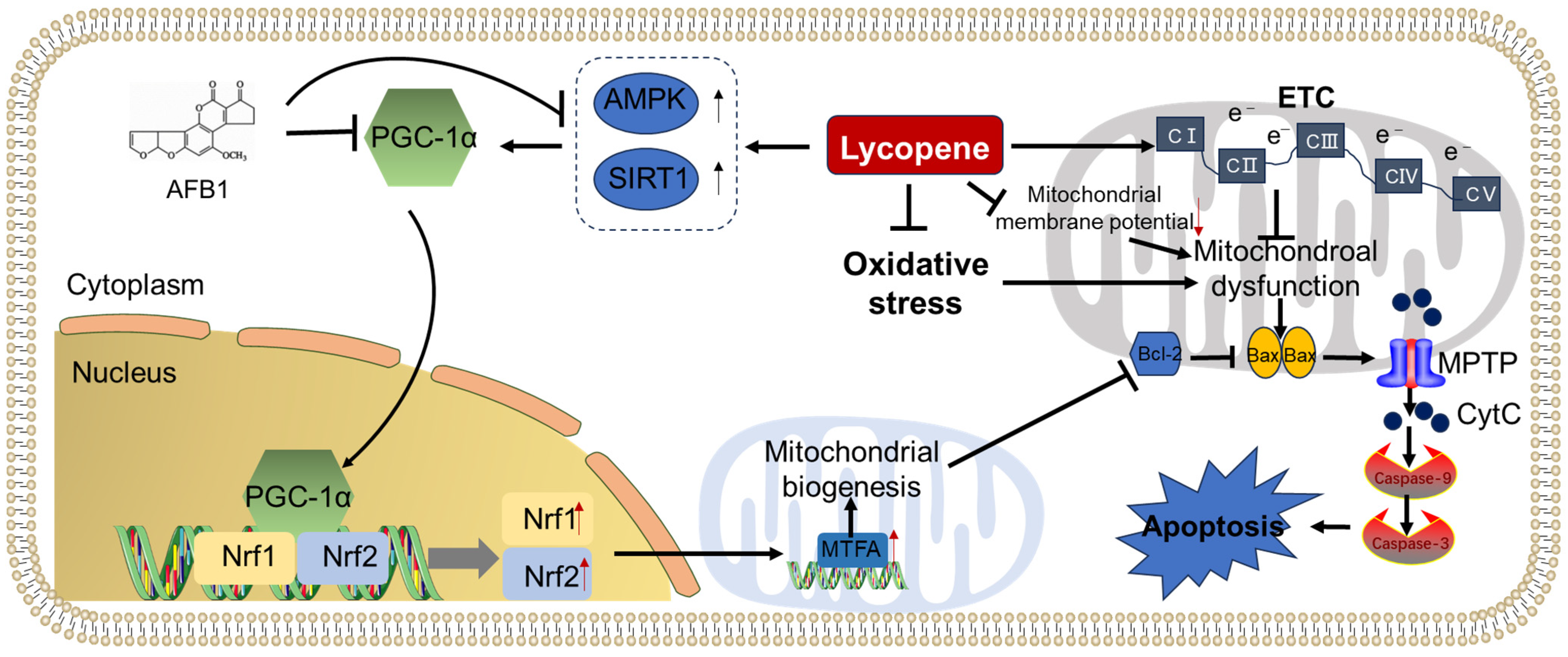 Antioxidants 13 00452 g004