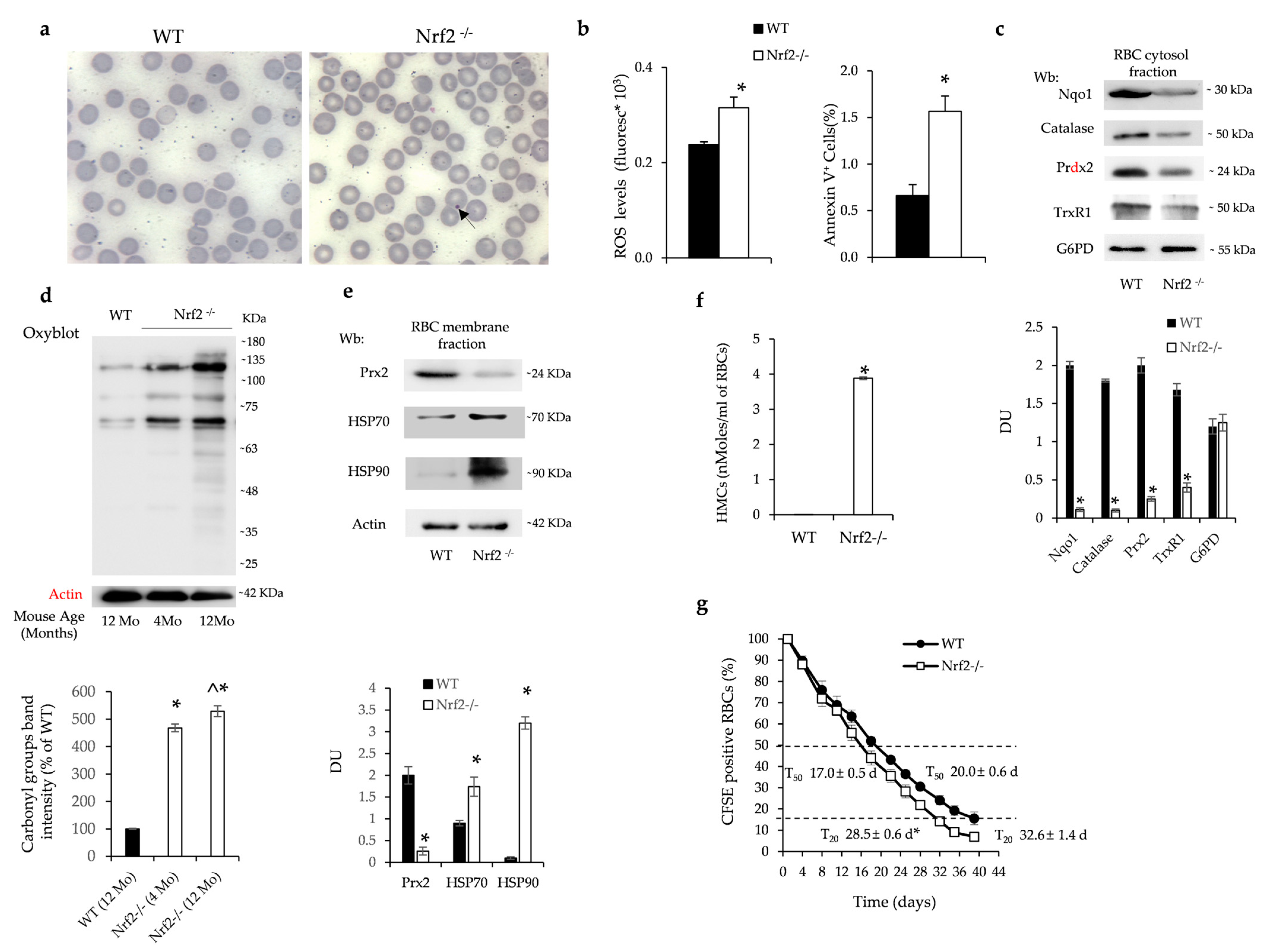 Antioxidants 13 00454 g001