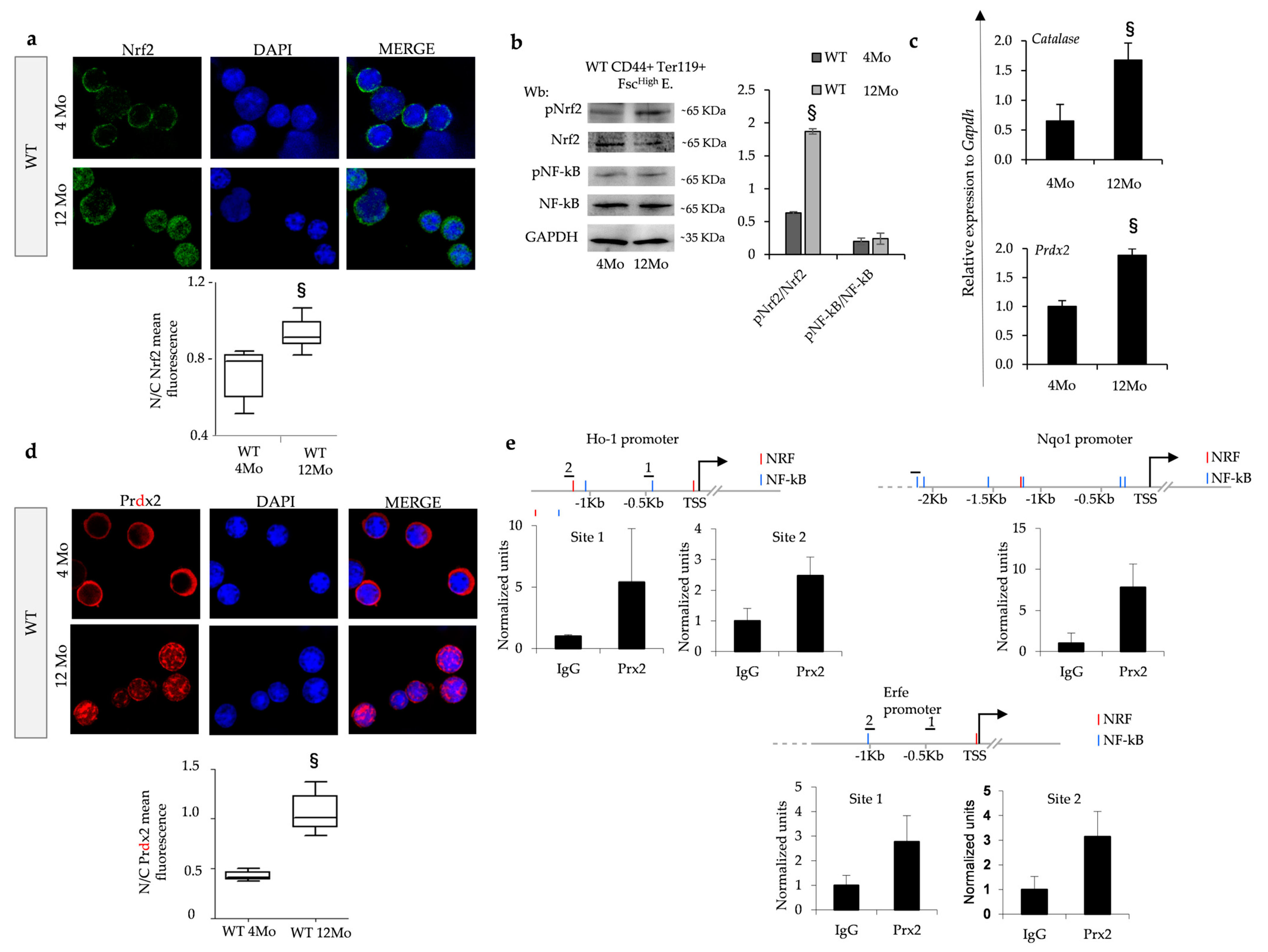 Antioxidants 13 00454 g003