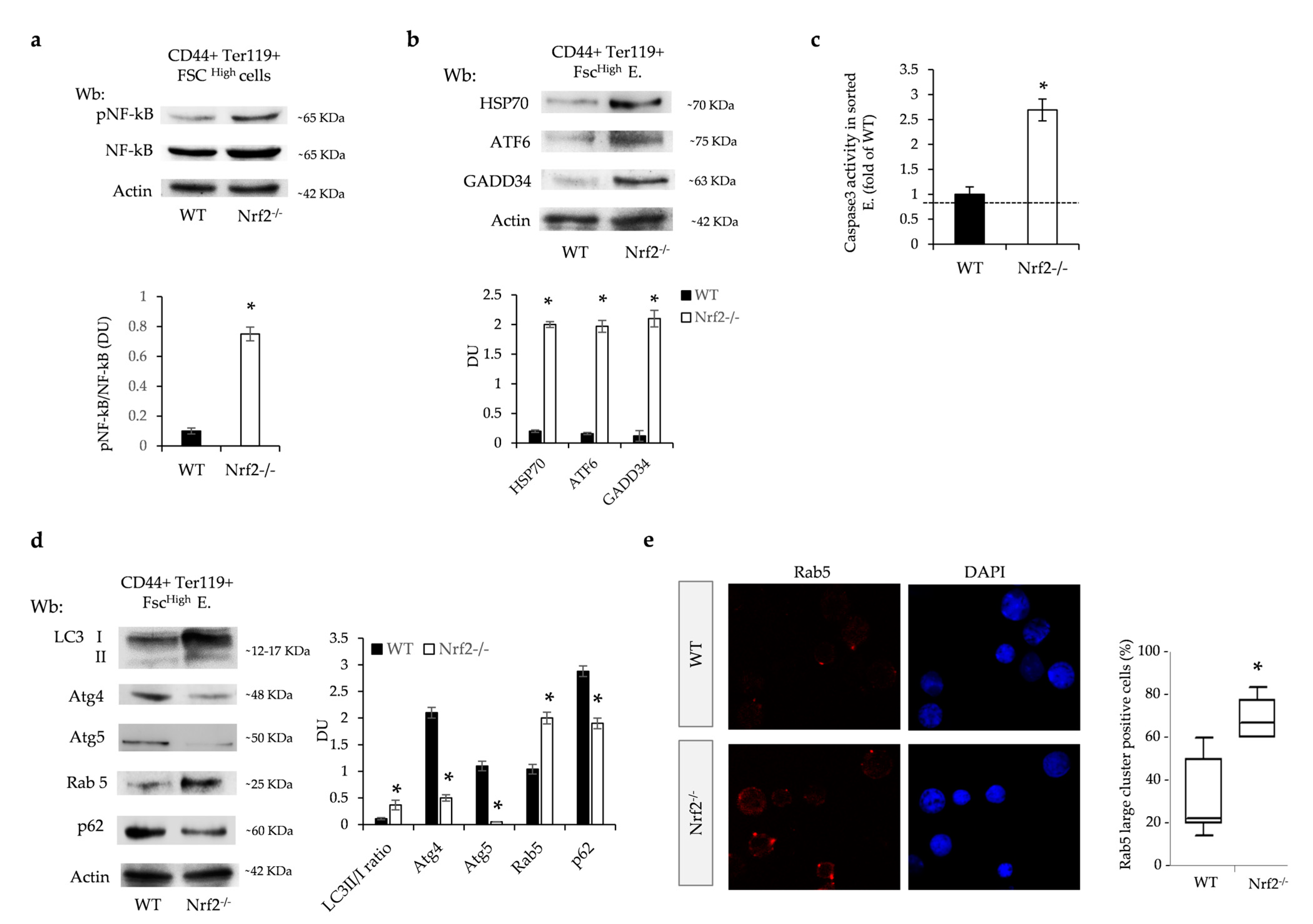 Antioxidants 13 00454 g004