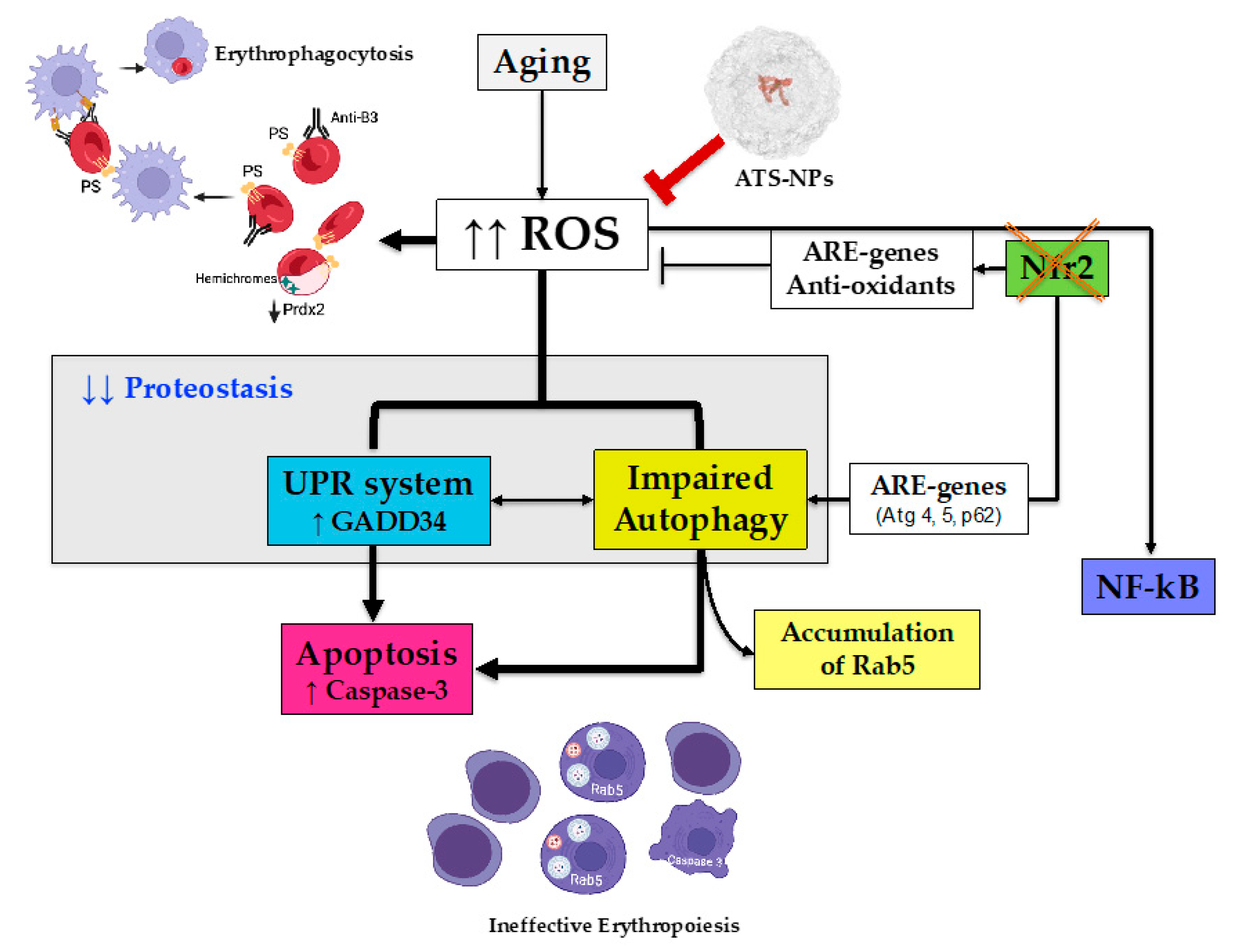 Antioxidants 13 00454 g007