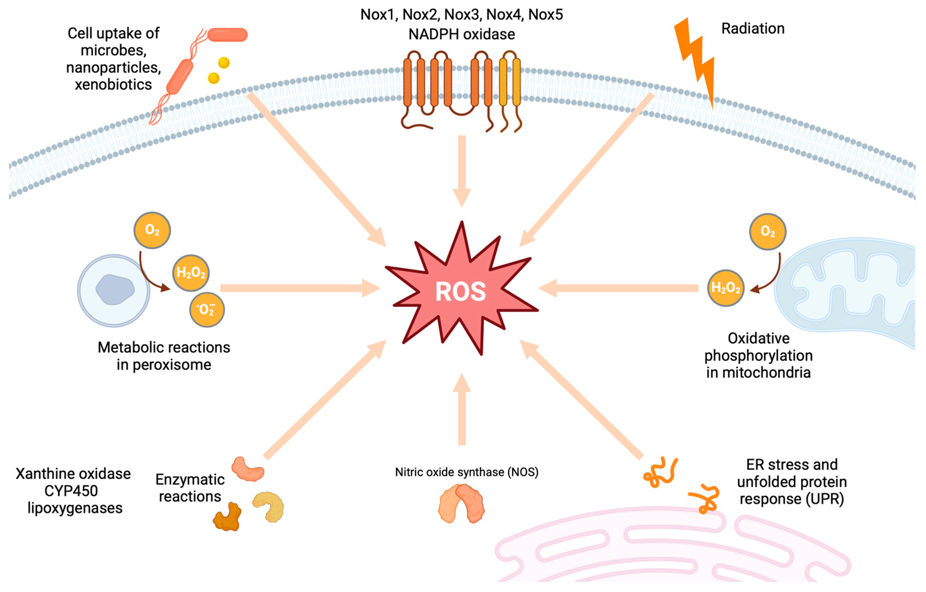 Antioxidants 13 00455 g001