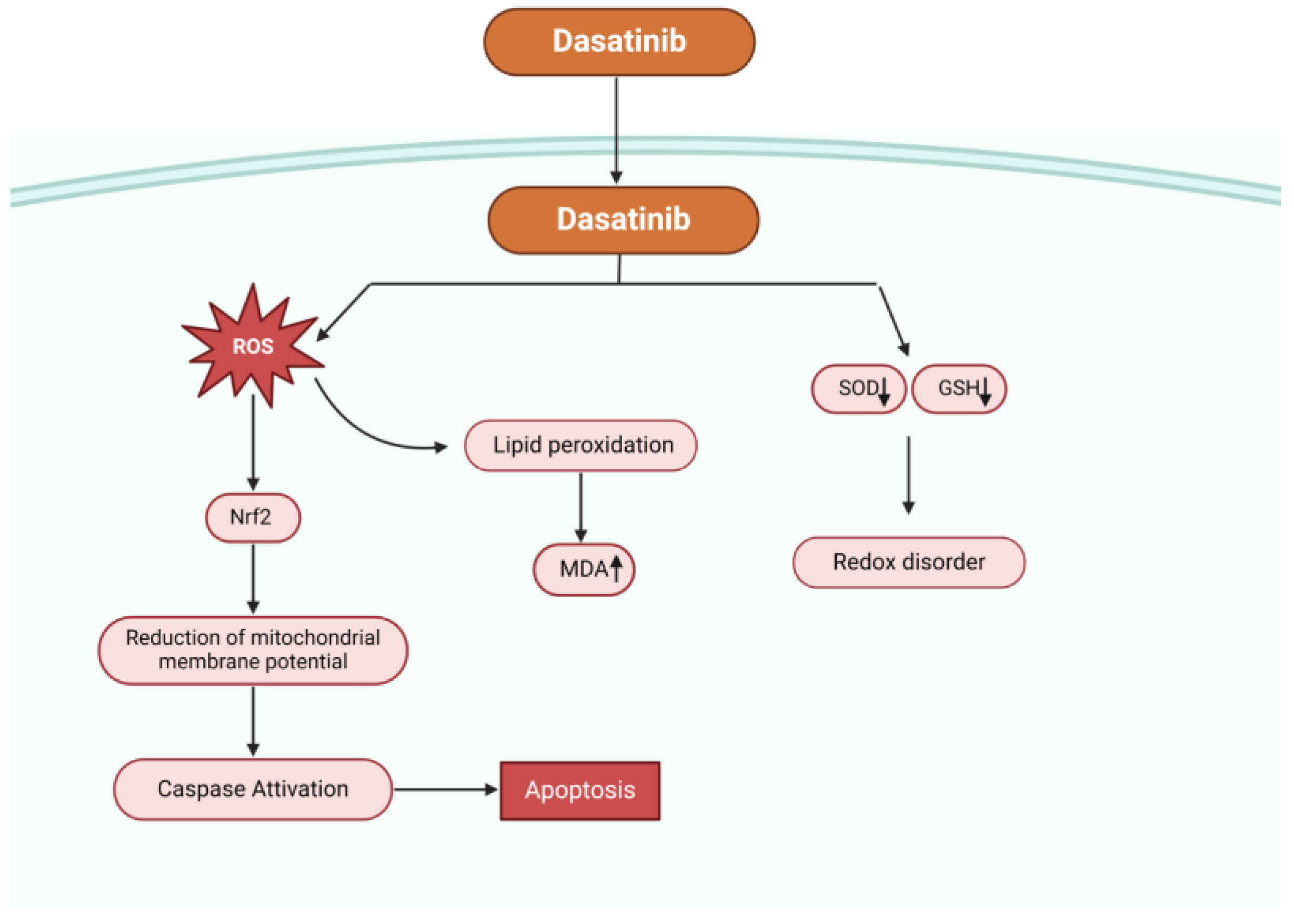 Antioxidants 13 00461 g002