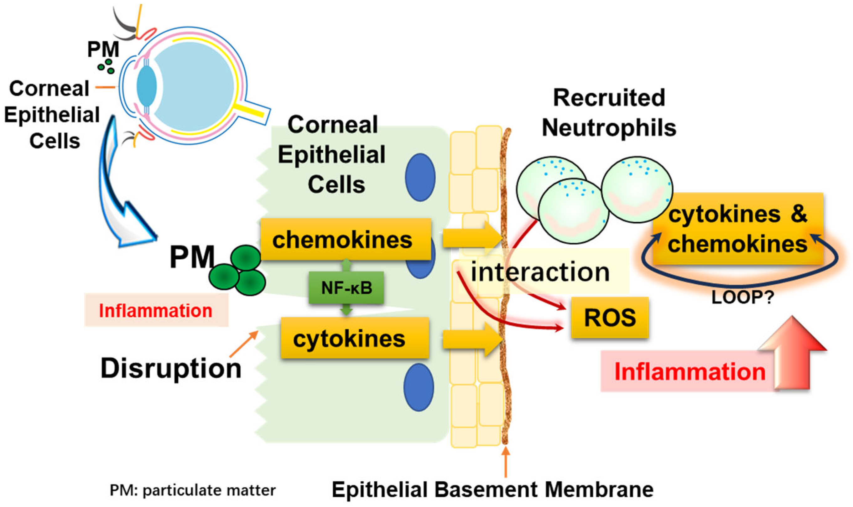 Antioxidants 13 00467 g007