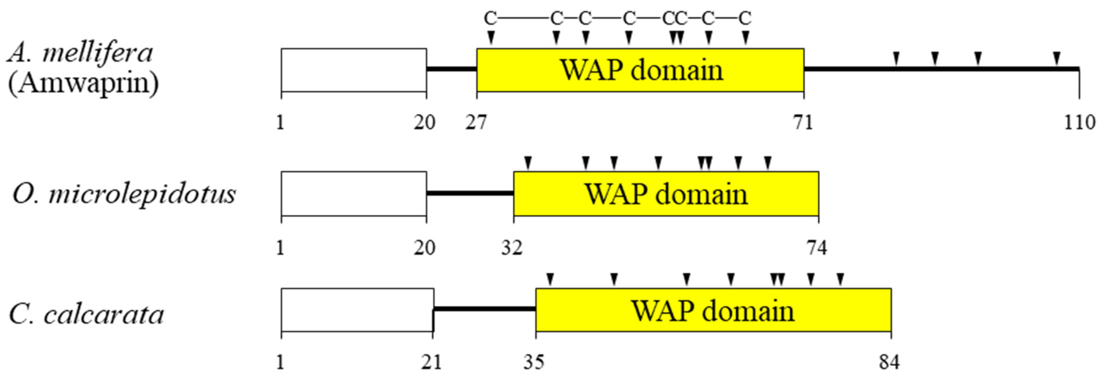 Antioxidants 13 00469 g001