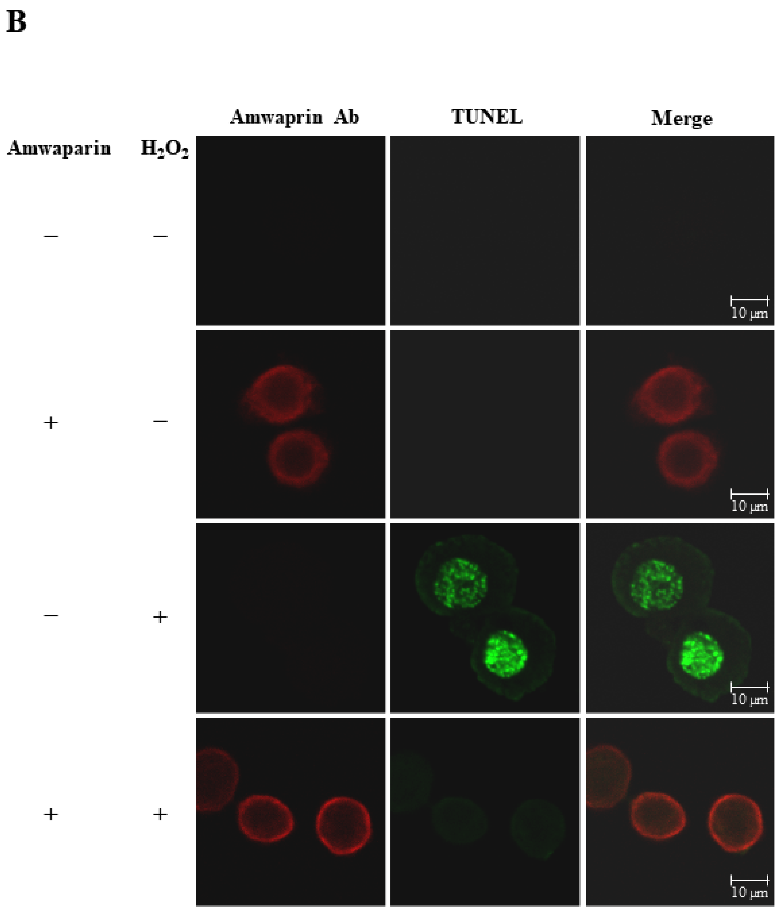 Antioxidants 13 00469 g006b