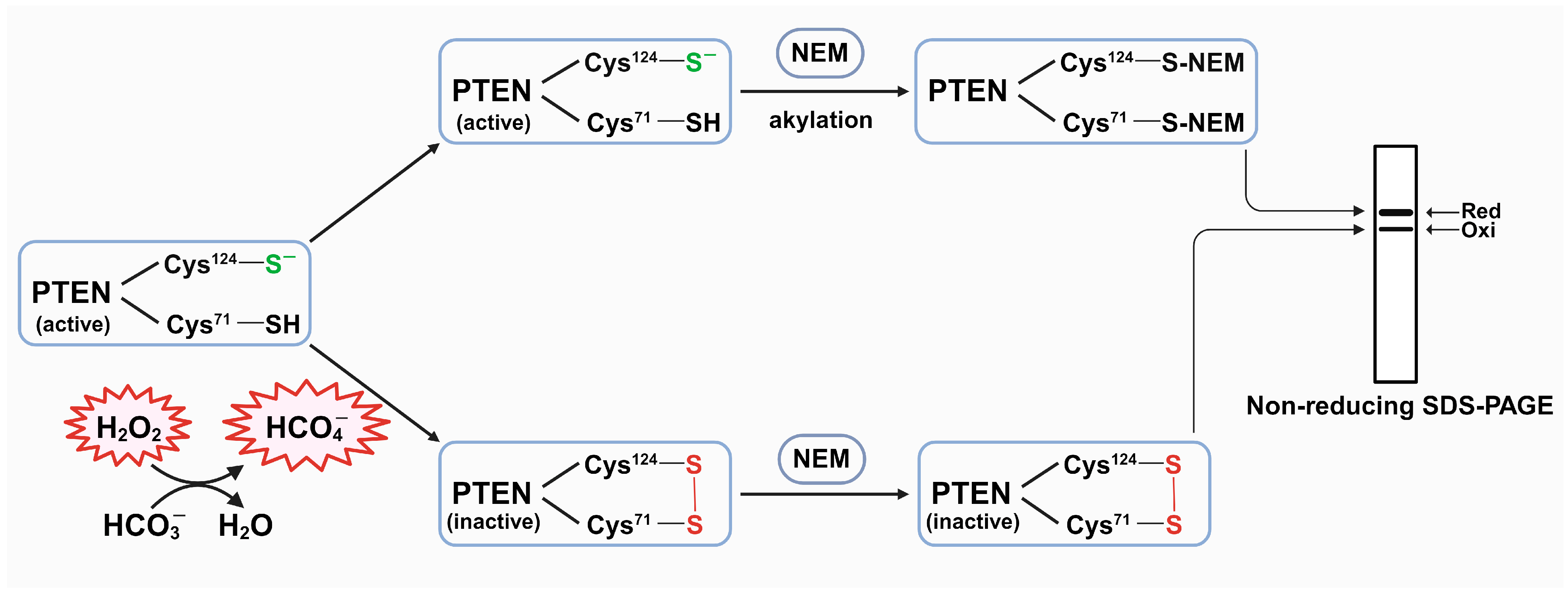 Antioxidants 13 00473 g001